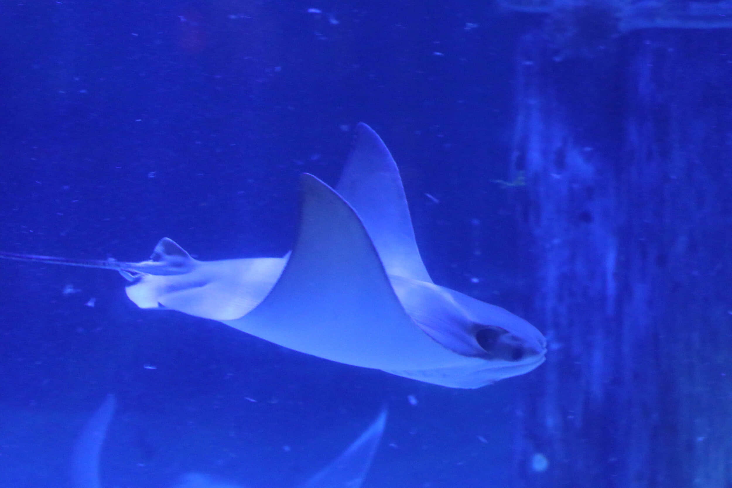 Cownose Ray, deep blue aquarium water, textured glass wall, Full HD Desktop Wallpaper