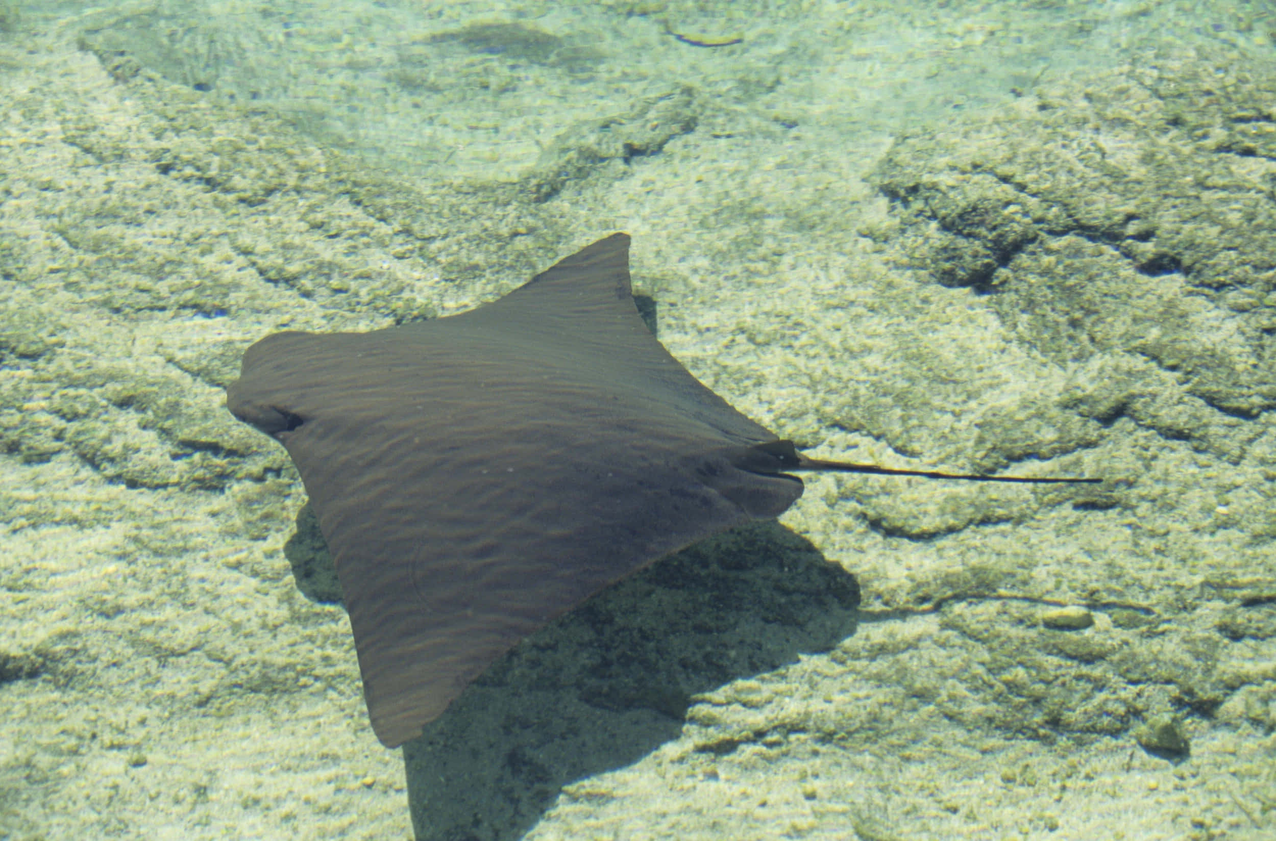 cownose ray, sandy bottom, sunlit, Full HD Desktop Wallpaper