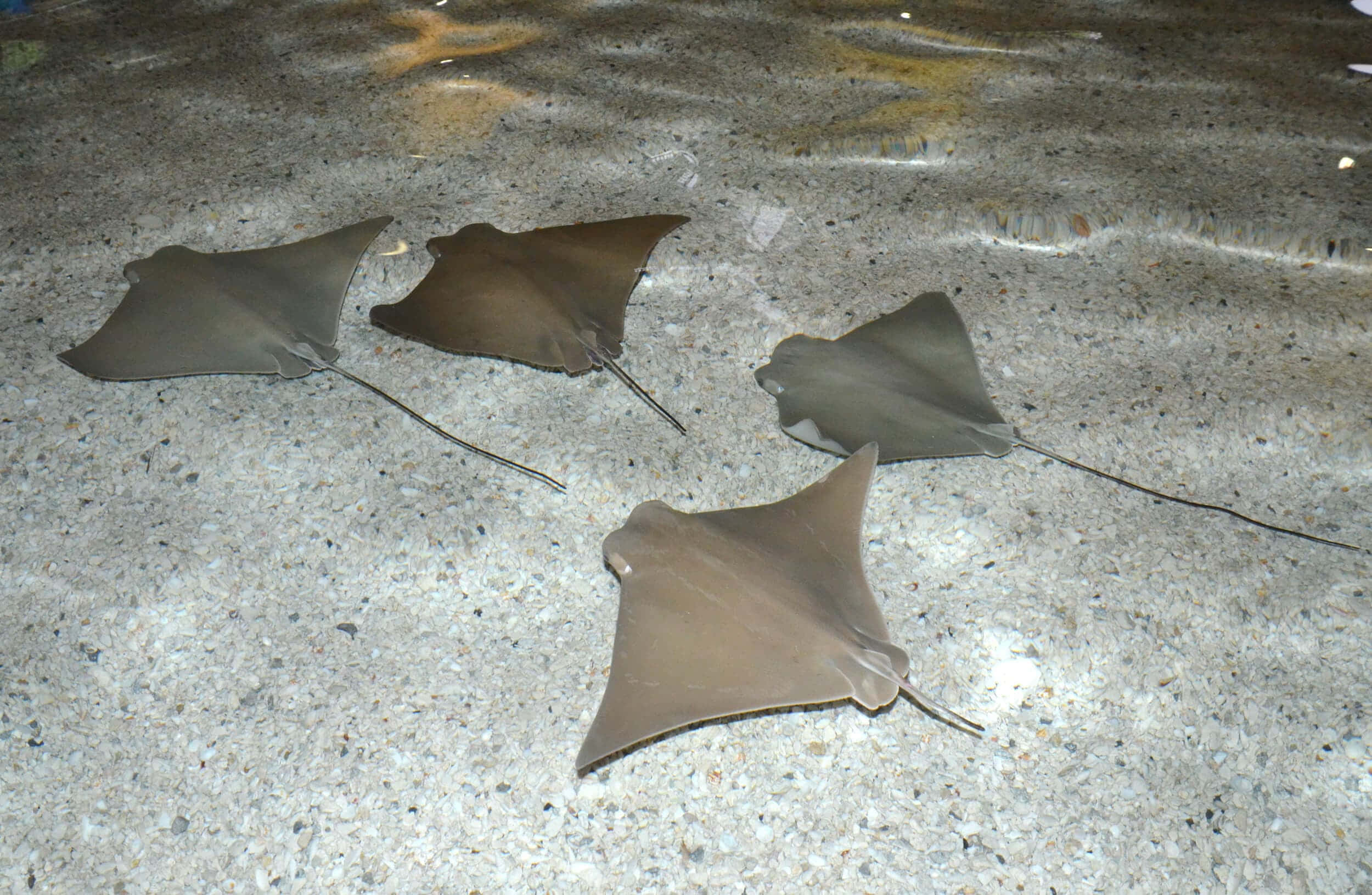 cownose ray, school, textured sandy ocean floor, Full HD Desktop Wallpaper