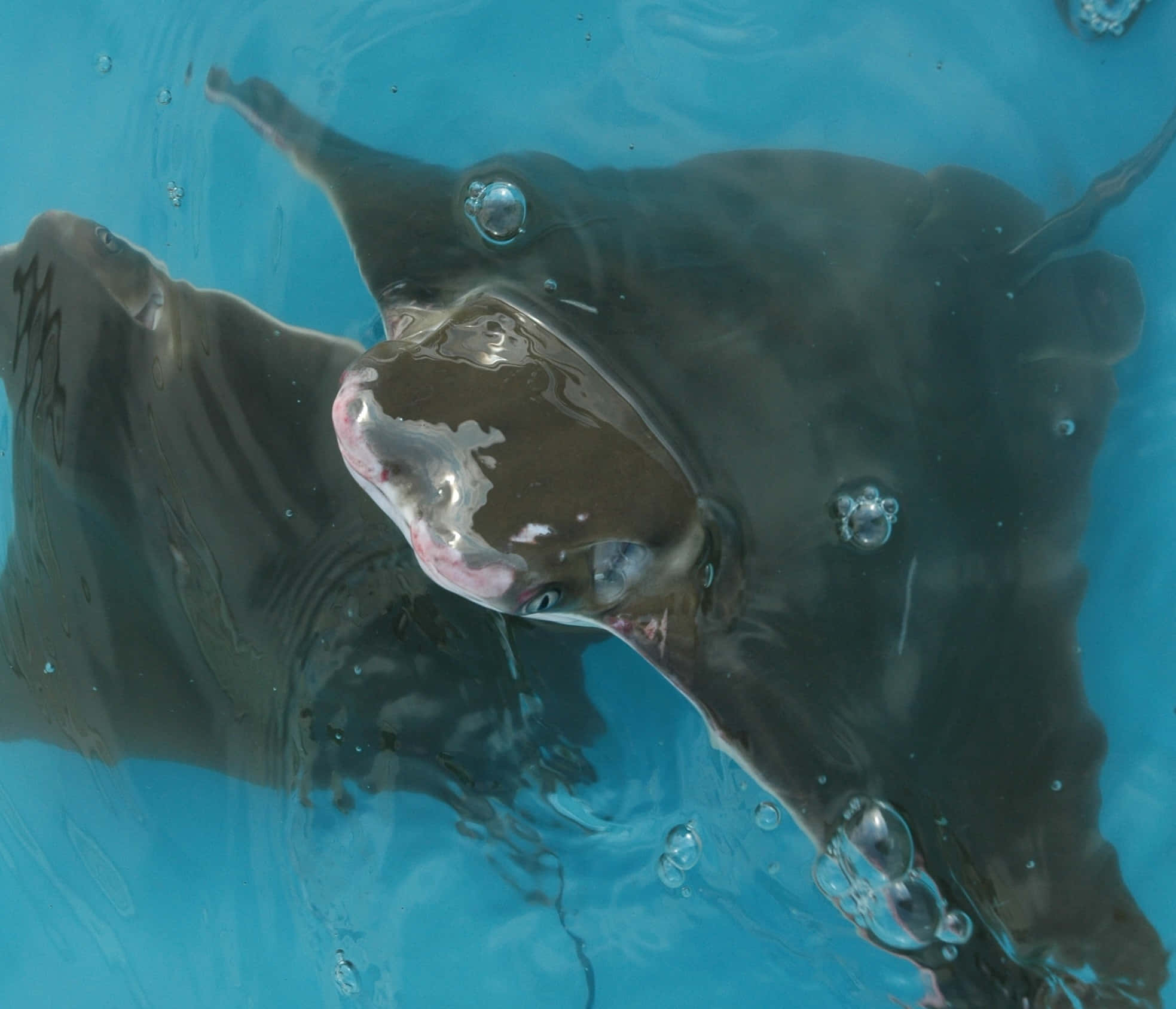 Cownose Ray, clear blue water, bubbles, Full HD Desktop Wallpaper