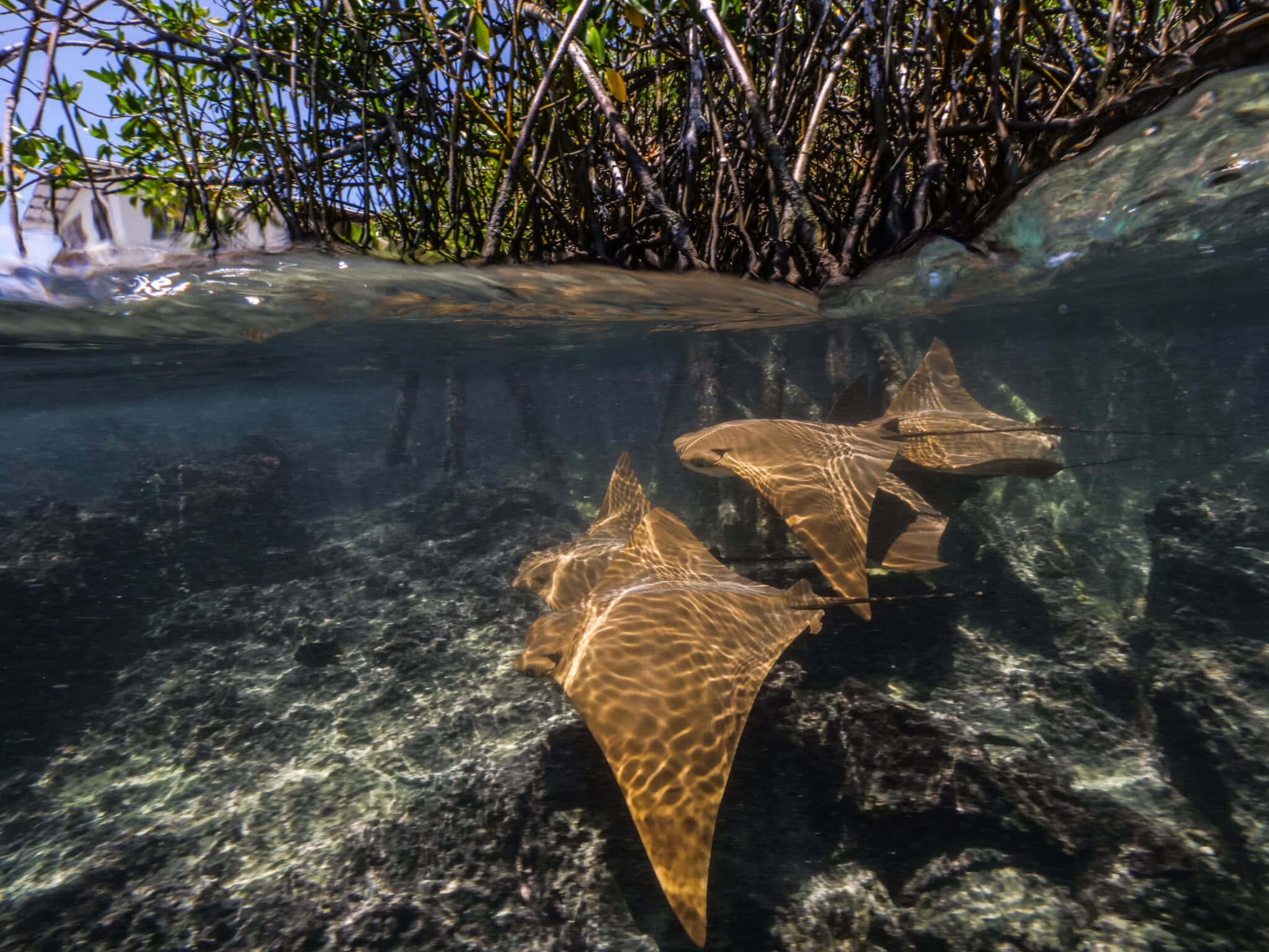 Cownose Ray, mangroves, shallow water, Full HD Desktop Wallpaper