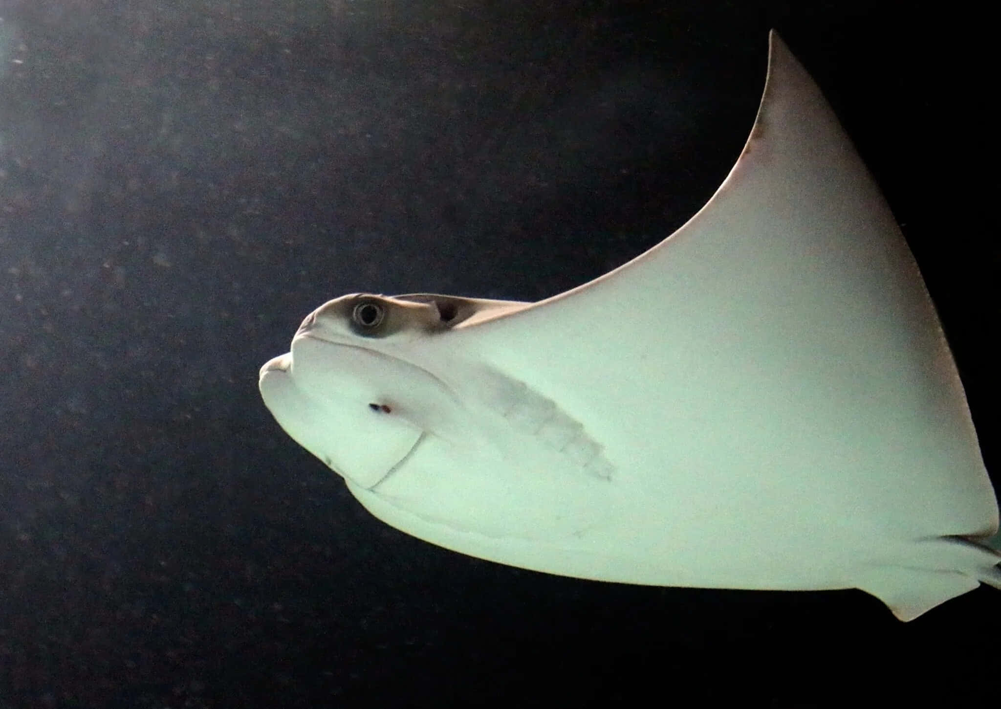 Cownose Ray, white, dark water, Full HD Desktop Wallpaper