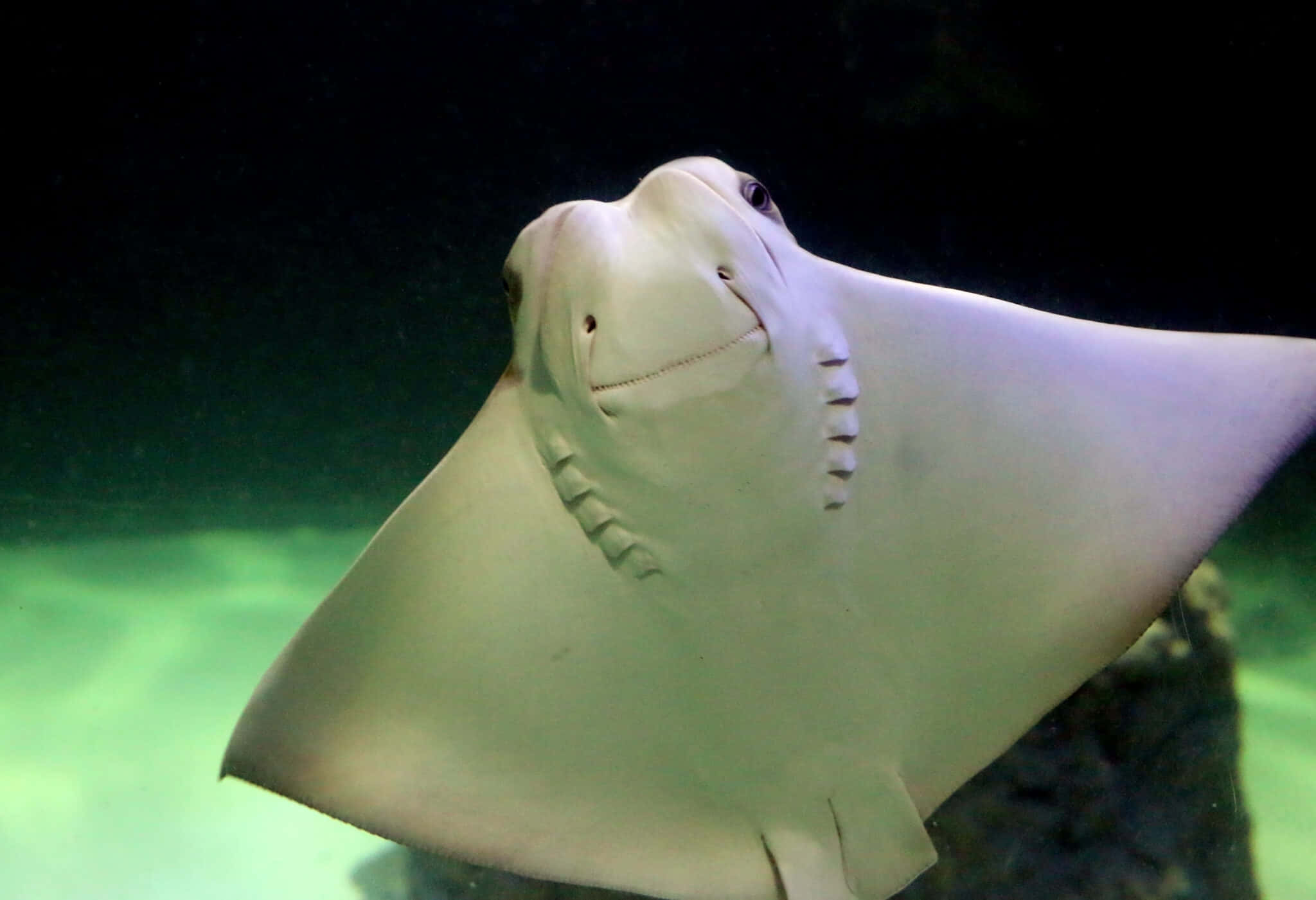 Cownose Ray, light-colored ray, dark greenish water, Full HD Desktop Wallpaper