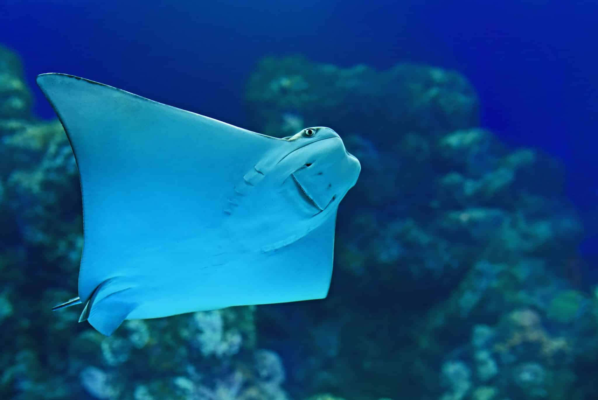 Cownose Ray, deep blue ocean water, coral formations, Full HD Desktop Wallpaper