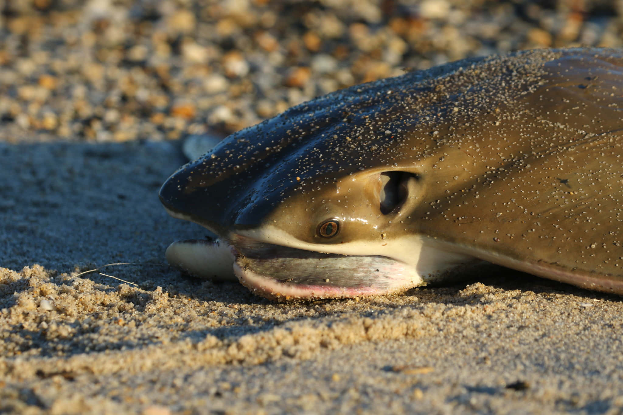 Cownose Ray, sandy beach, pebbles, Full HD Desktop Wallpaper