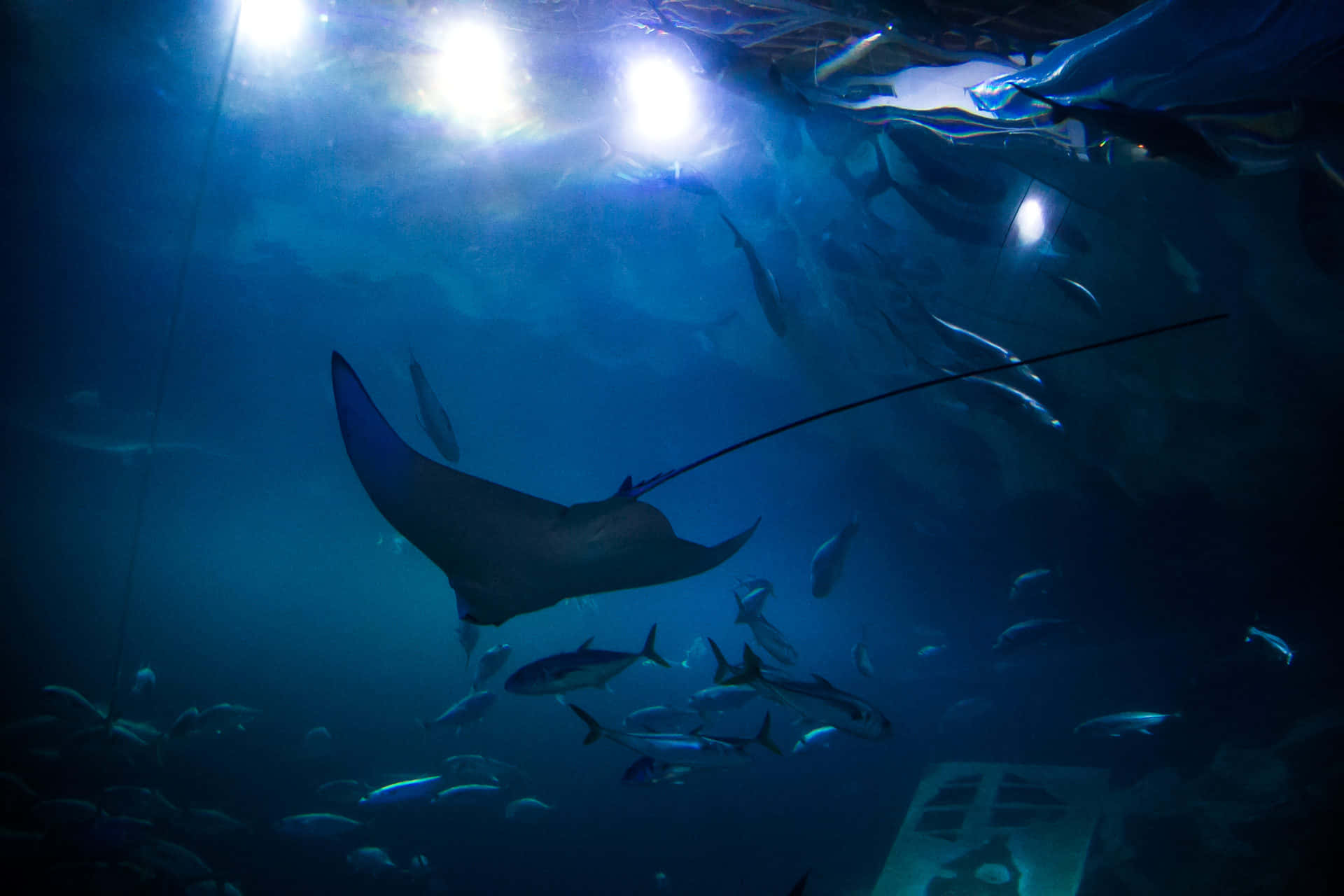Cownose Ray, underwater sunlight, deep blue water, Full HD Desktop Wallpaper