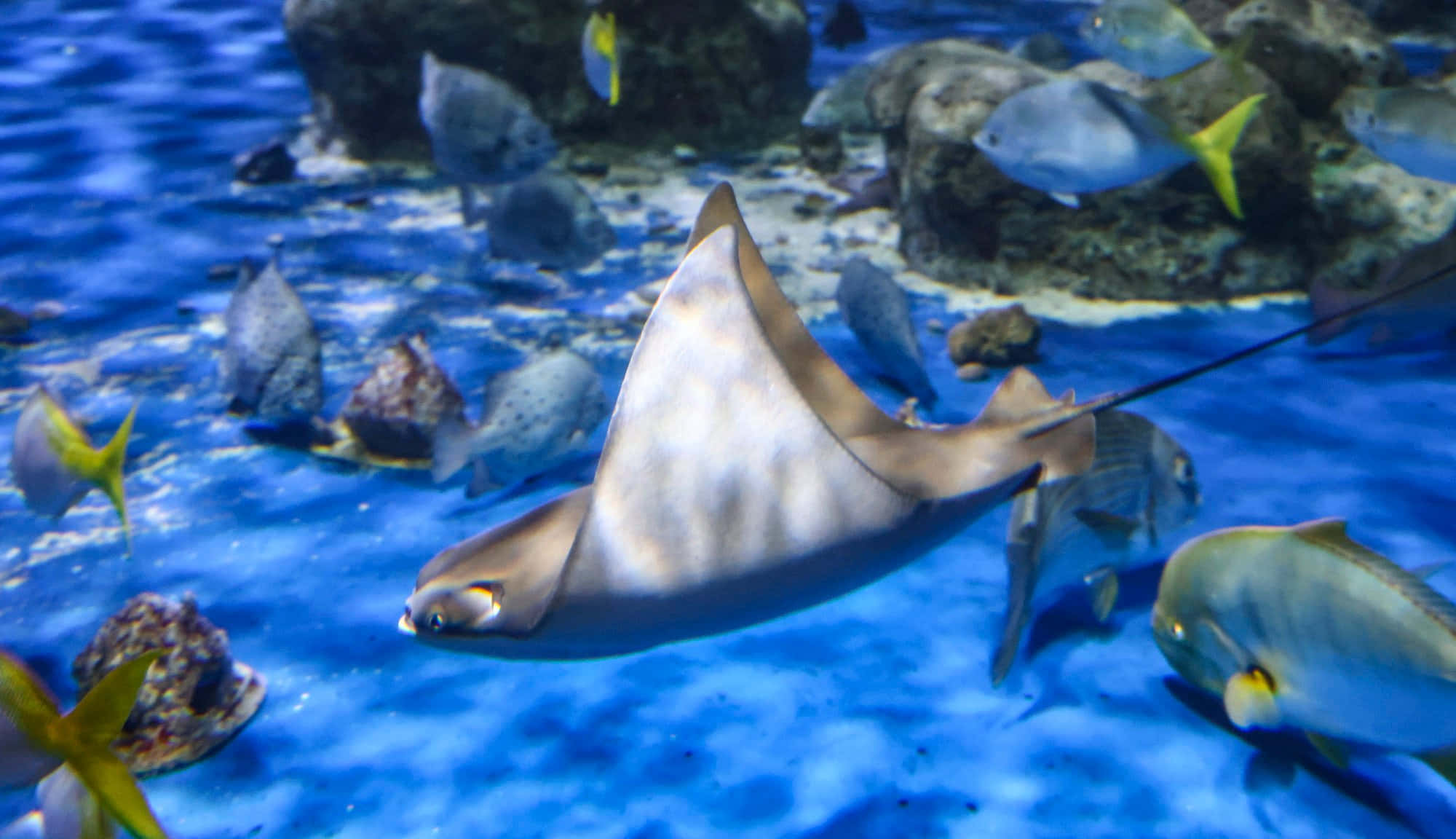 Cownose Ray, vibrant blue water, colorful fish, Full HD Desktop Wallpaper
