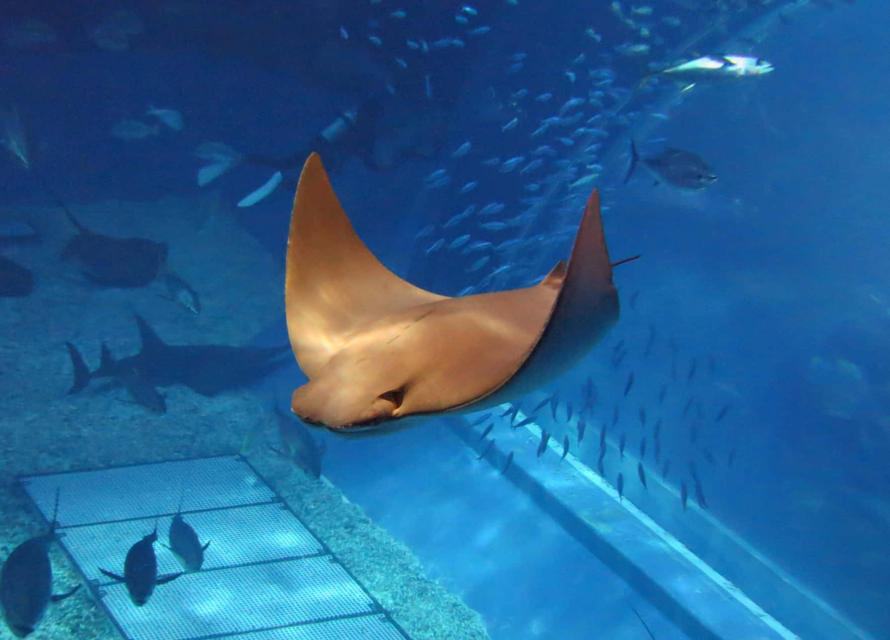 Cownose Ray, vibrant blue aquarium tank, schools of small fish, HD Desktop Wallpaper