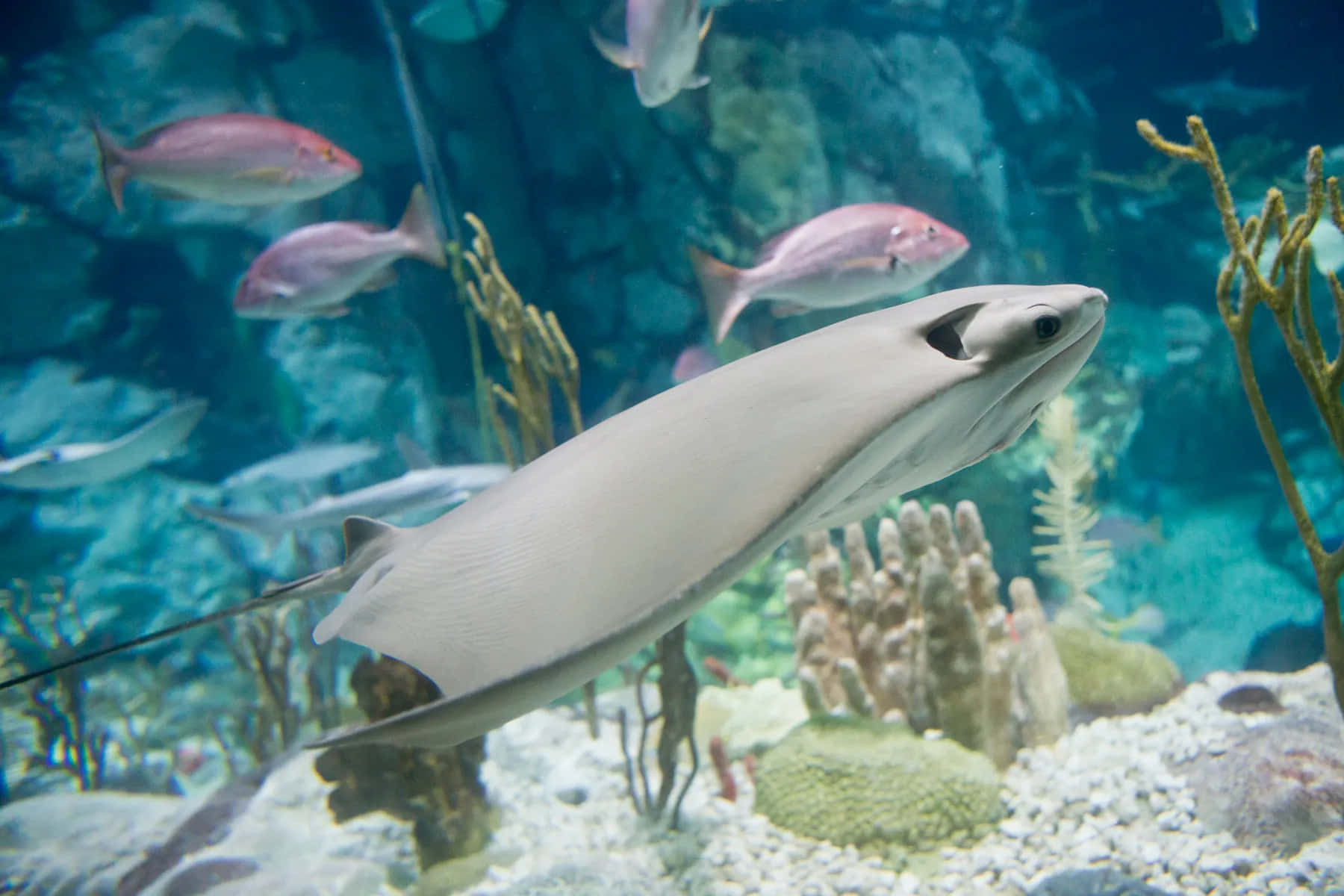 Cownose Ray, aquarium, clear blue water, HD Desktop Wallpaper