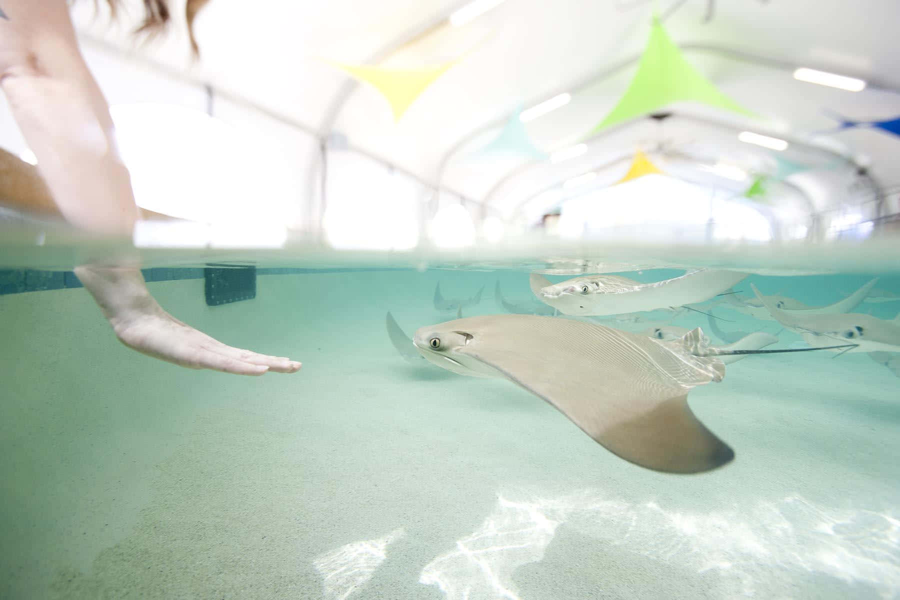 Cownose Ray, turquoise water, arched roof, HD Desktop Wallpaper