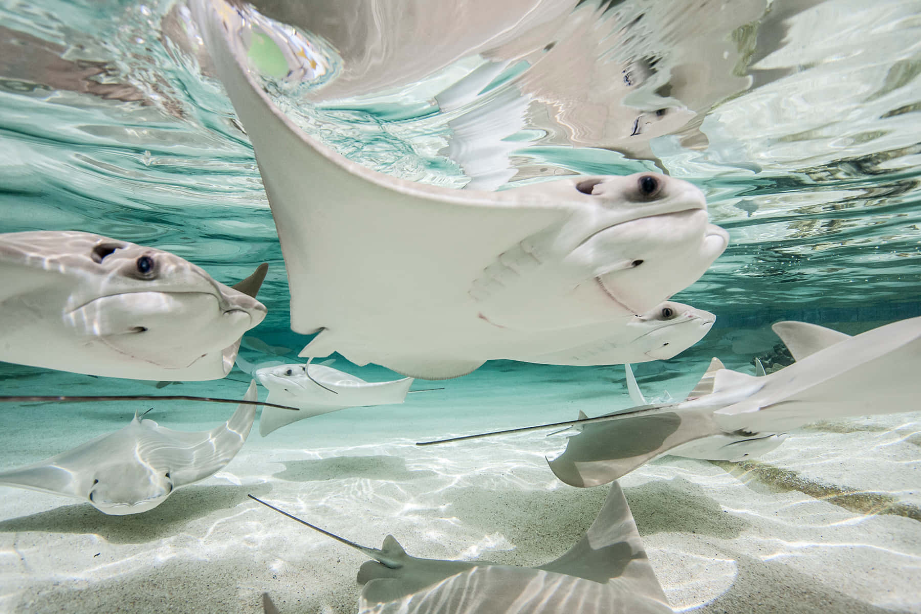 Cownose Ray, school, underwater, HD Desktop Wallpaper