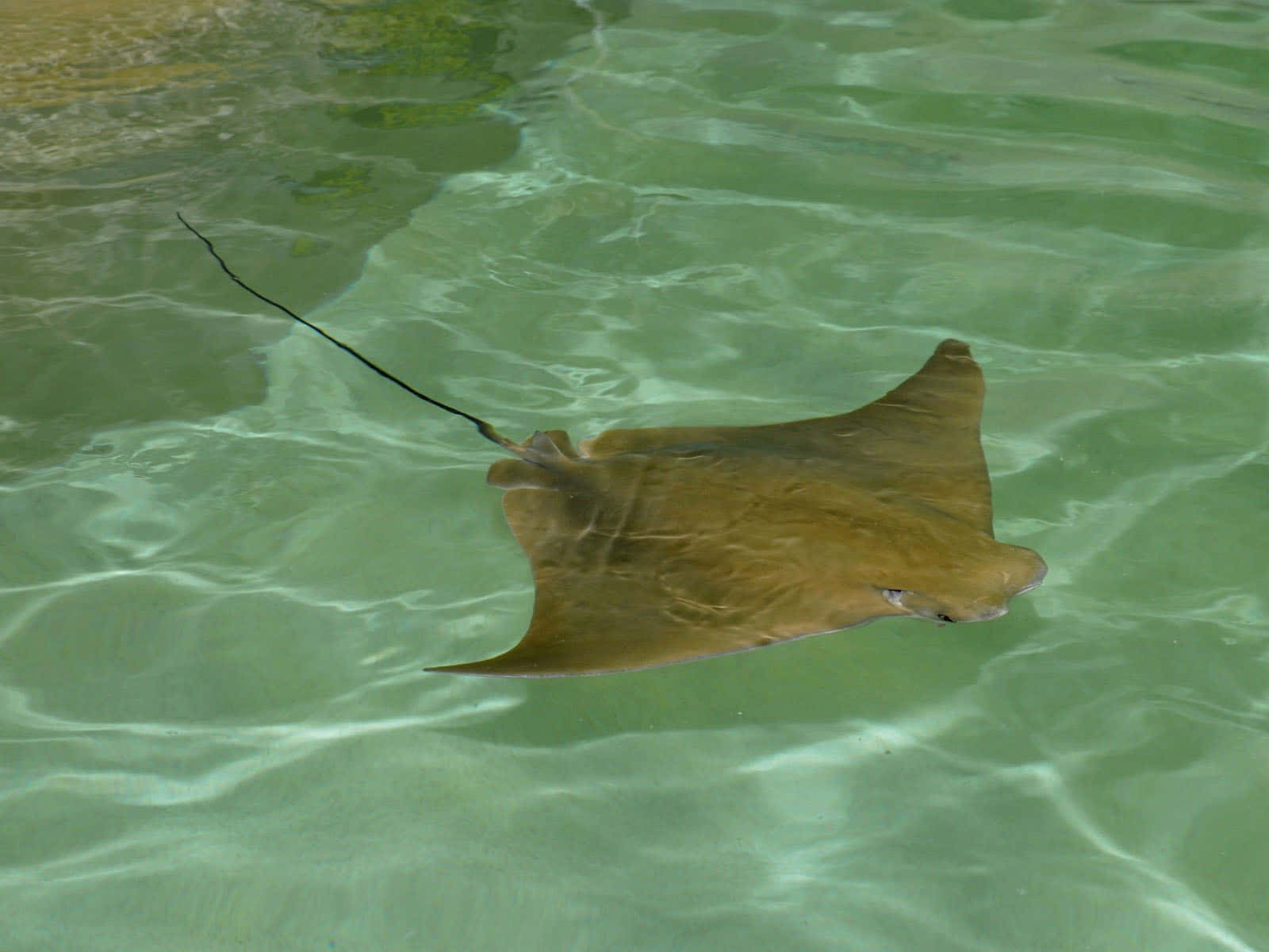 cownose ray, shallow waters, clear greenish water, HD Desktop Wallpaper
