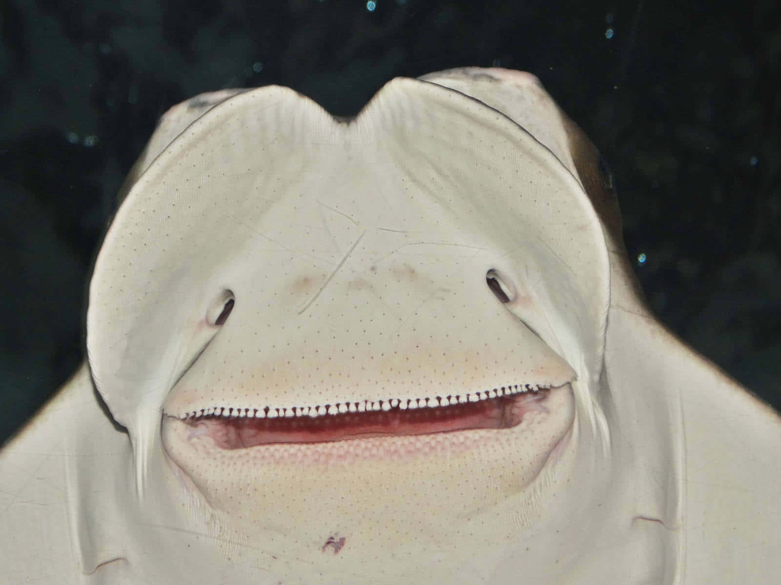 Cownose Ray, underneath, wide mouth, HD Desktop Wallpaper