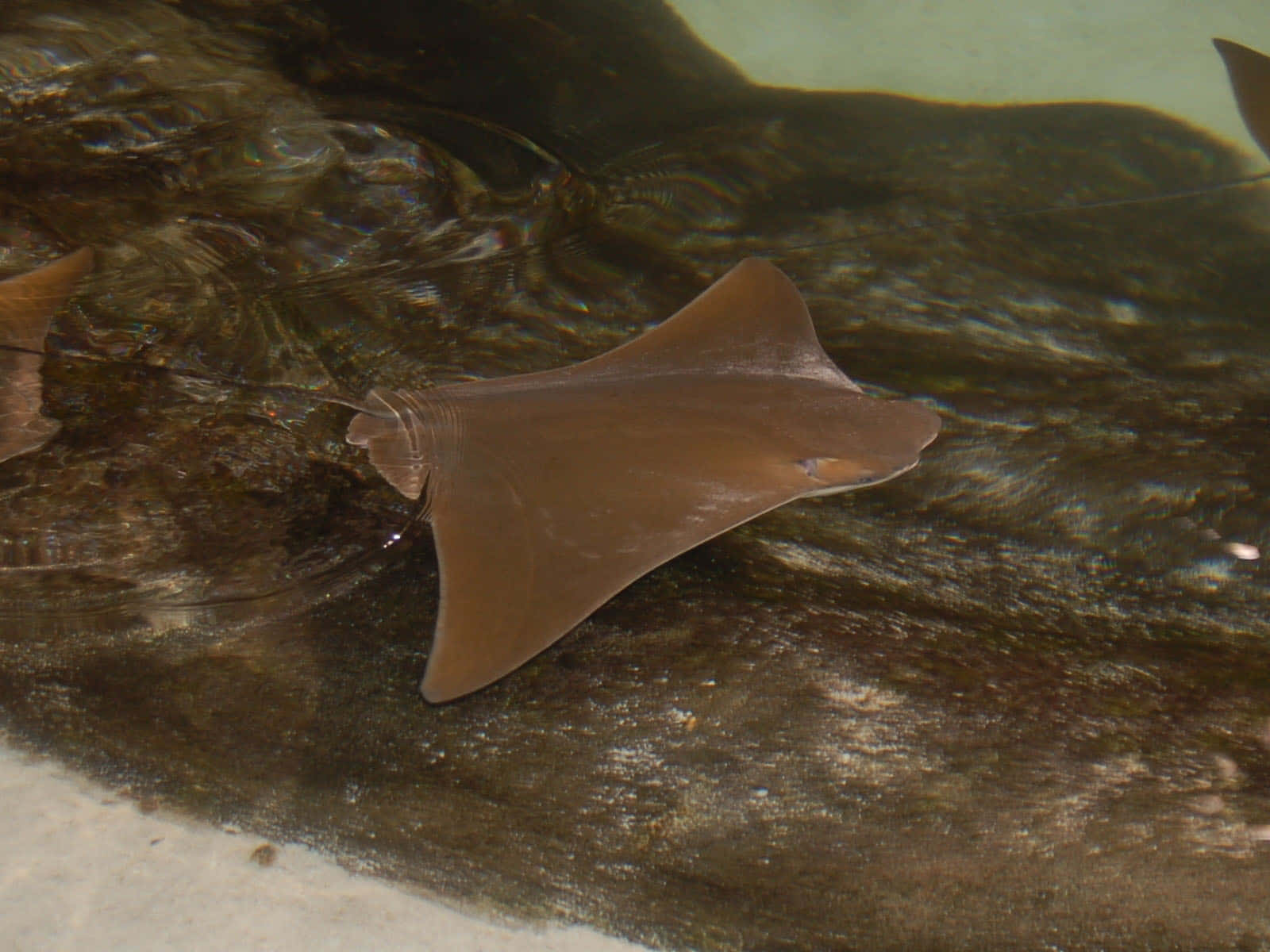 Cownose Ray, underwater, textured dark rock bottom, HD Desktop Wallpaper