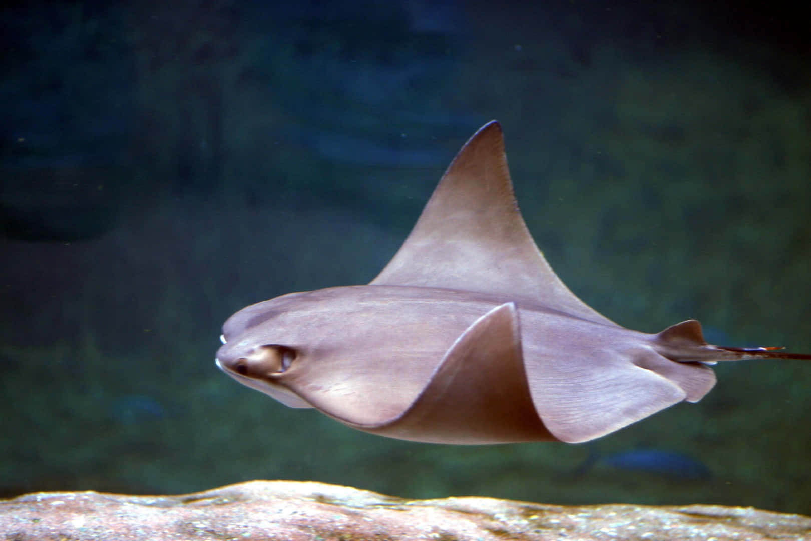 Cownose Ray, grayish brown, dark blue water, HD Desktop Wallpaper
