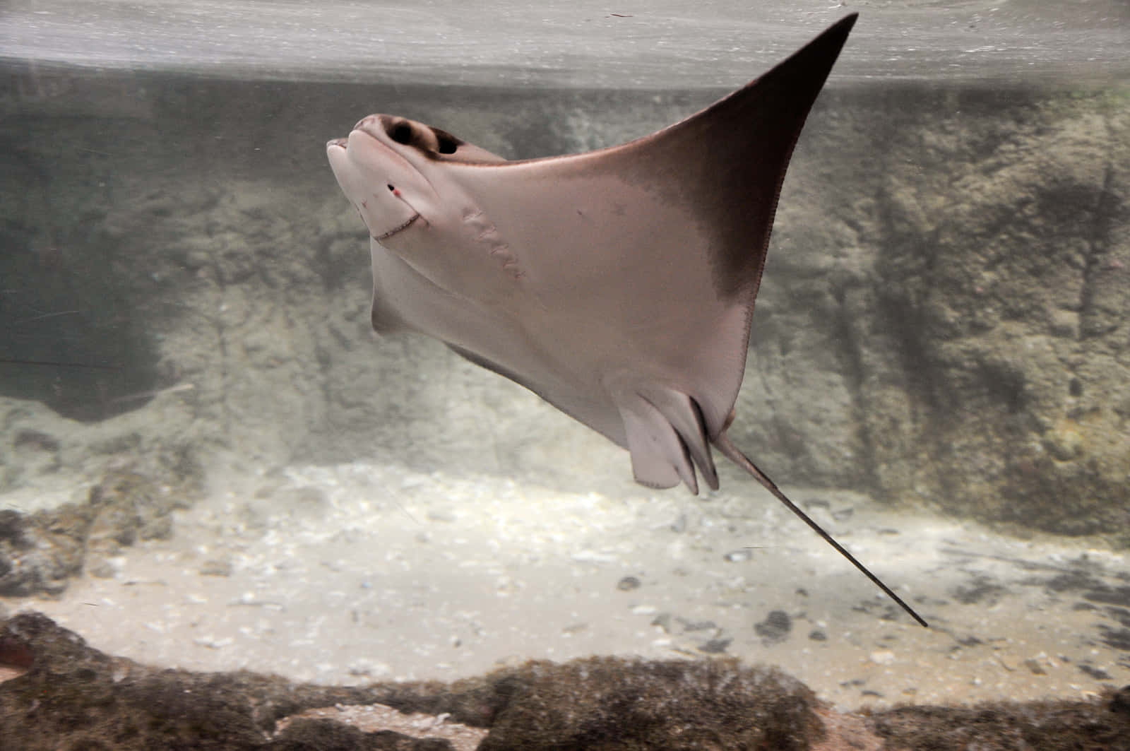cownose ray, aquarium water, sandy bottom, HD Desktop Wallpaper