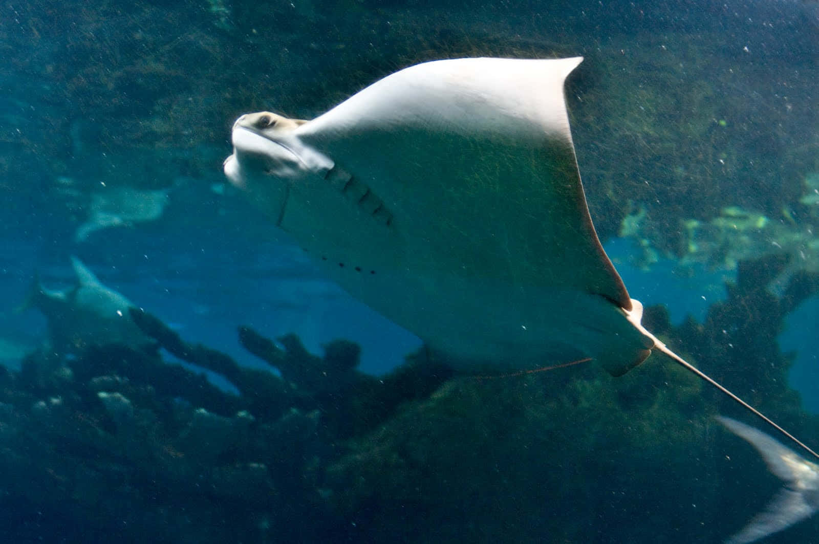 Cownose Ray, underwater swimming, white manta ray, HD Desktop Wallpaper