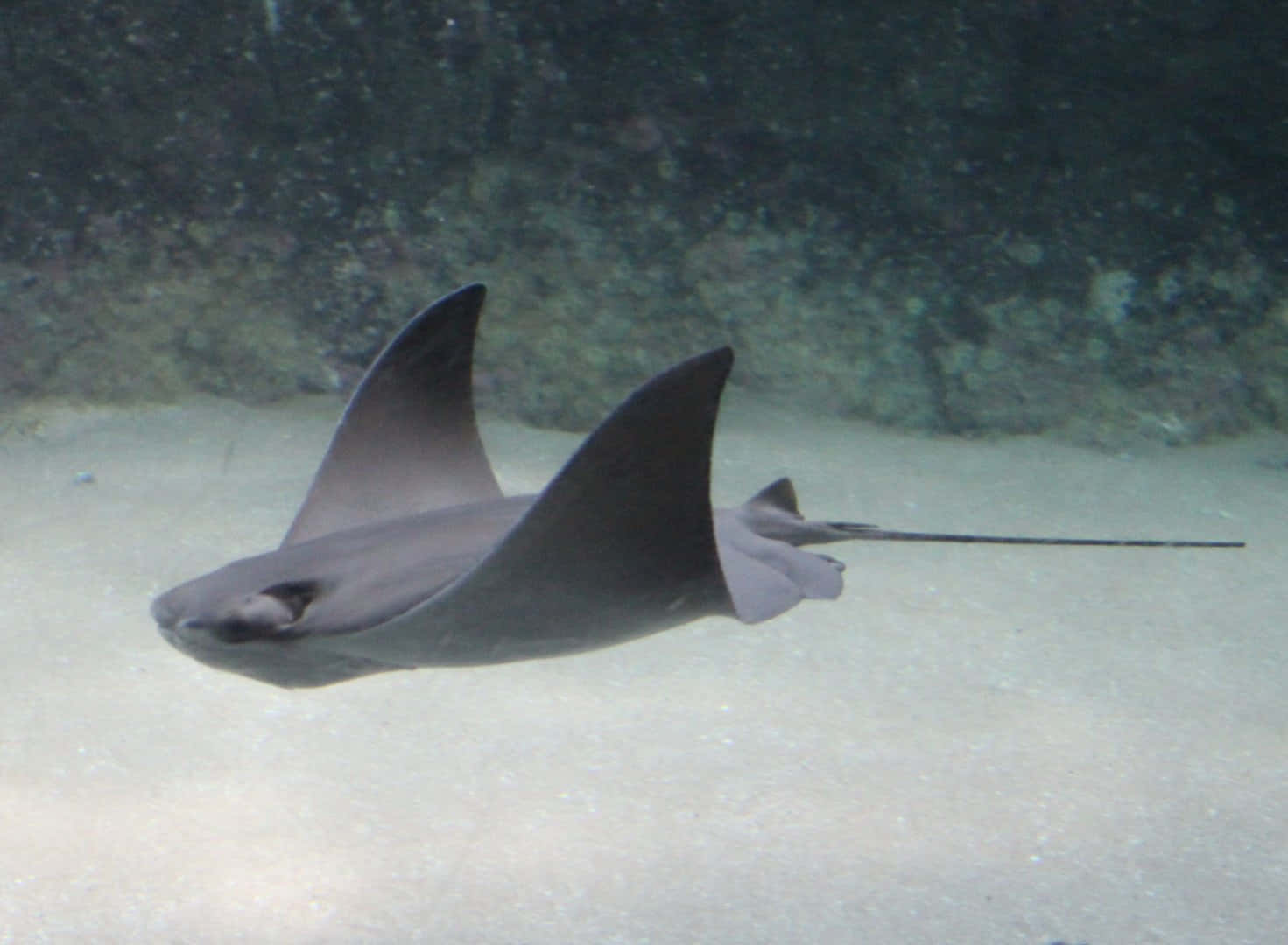 Cownose Ray, sandy ocean floor, rocky reef, HD Desktop Wallpaper