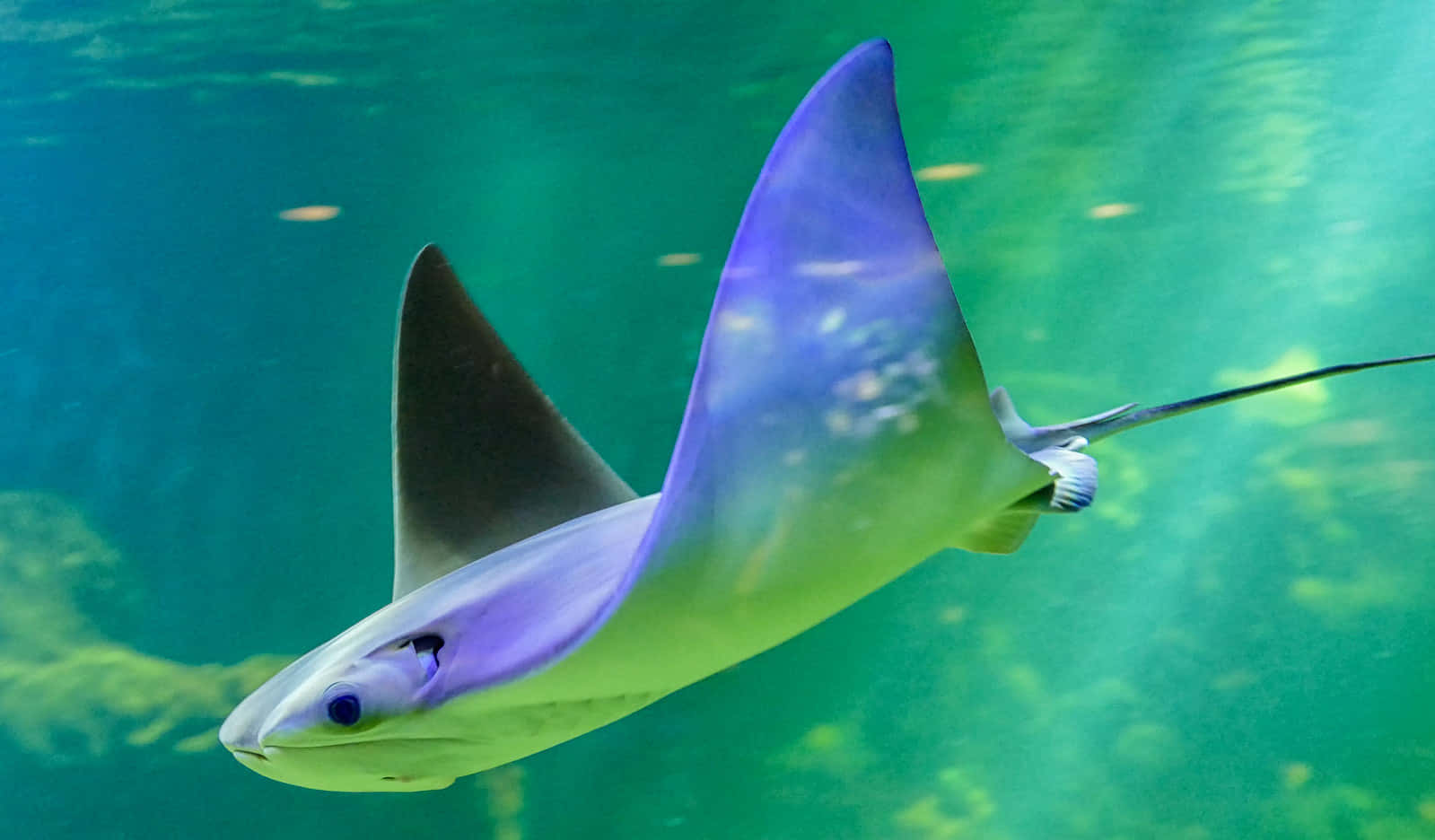 Cownose Ray, vibrant turquoise waters, sunlight filtering through the surface, HD Desktop Wallpaper