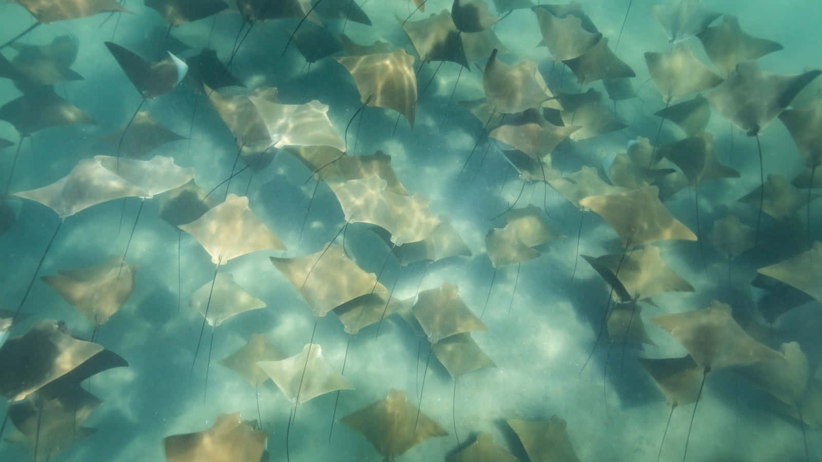 cownose ray, school, underwater, HD Desktop Wallpaper