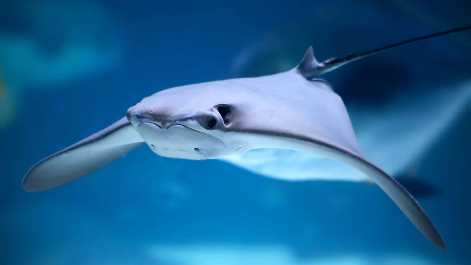 cownose ray, deep blue ocean water, wide wings, HD Desktop Wallpaper