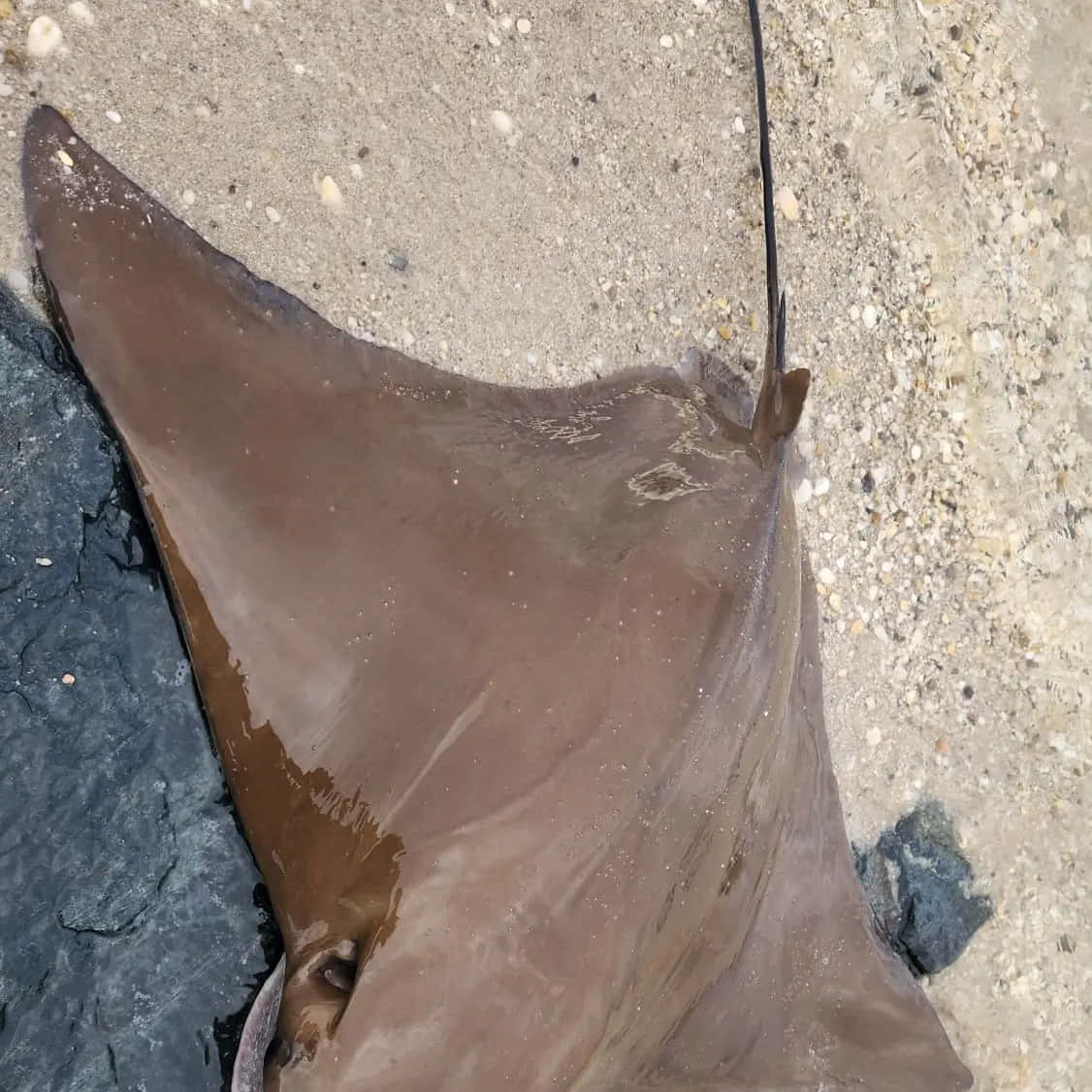 Cownose Ray, wet sandy beach, dark rocks, SD Desktop Wallpaper