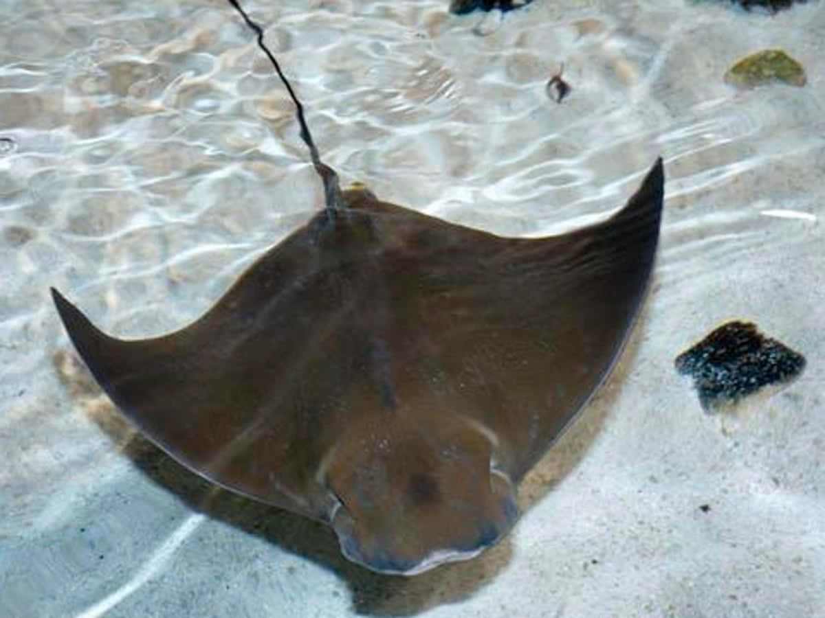 Cownose Ray, shallow waters, sandy ocean floor, SD Desktop Wallpaper