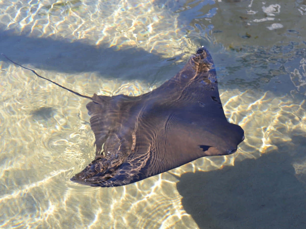 Cownose Ray, shallow water, sun-dappled water, SD Desktop Wallpaper