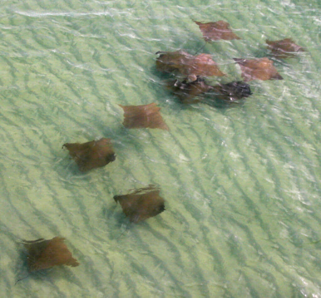 cownose ray, school, shallow greenish water, SD Desktop Wallpaper