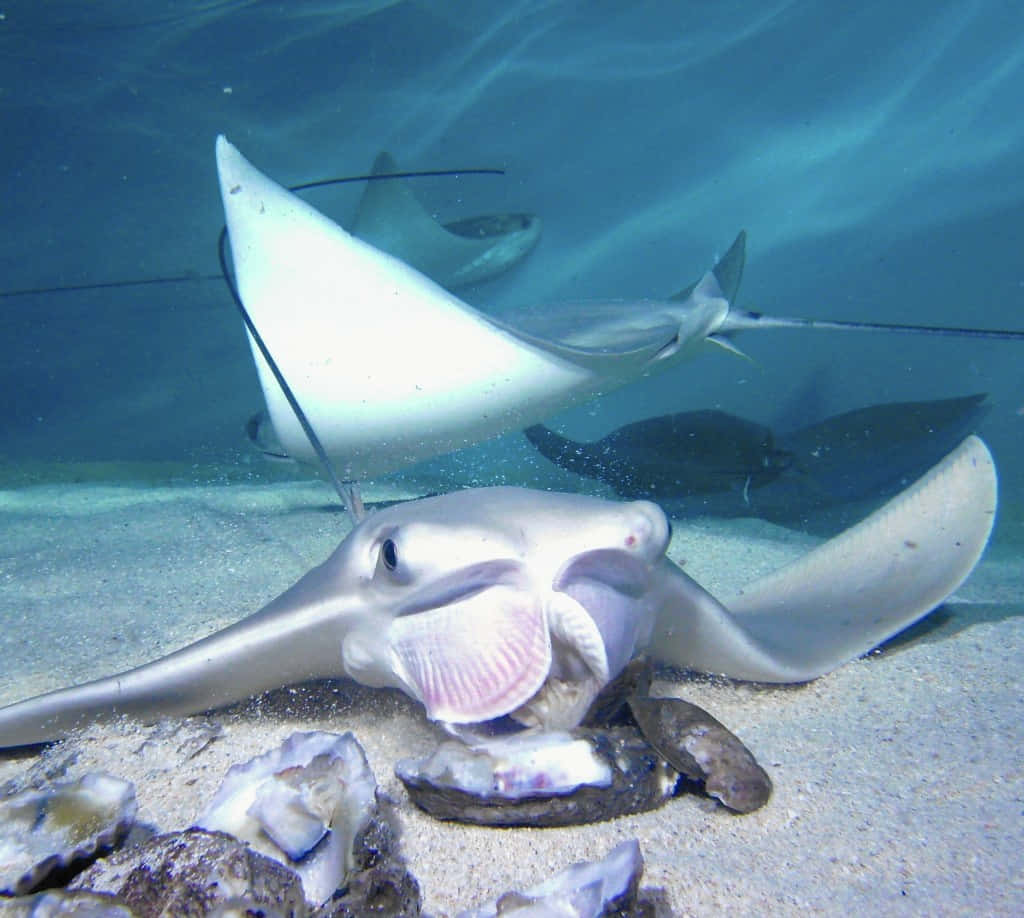 Cownose Ray, oysters, sandy ocean floor, SD Desktop Wallpaper