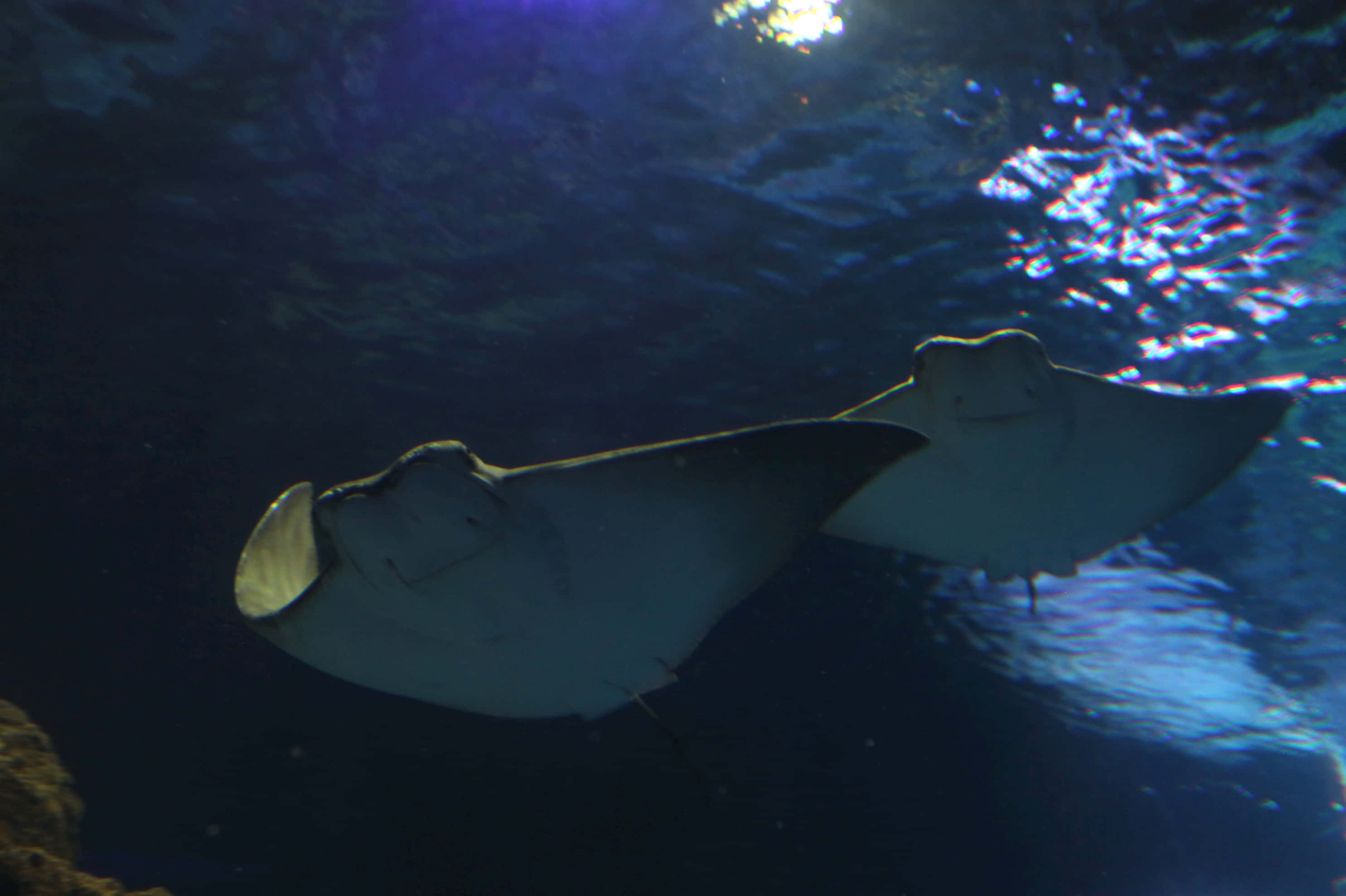 cownose ray, pair swimming, deep blue water, 2K Desktop Wallpaper
