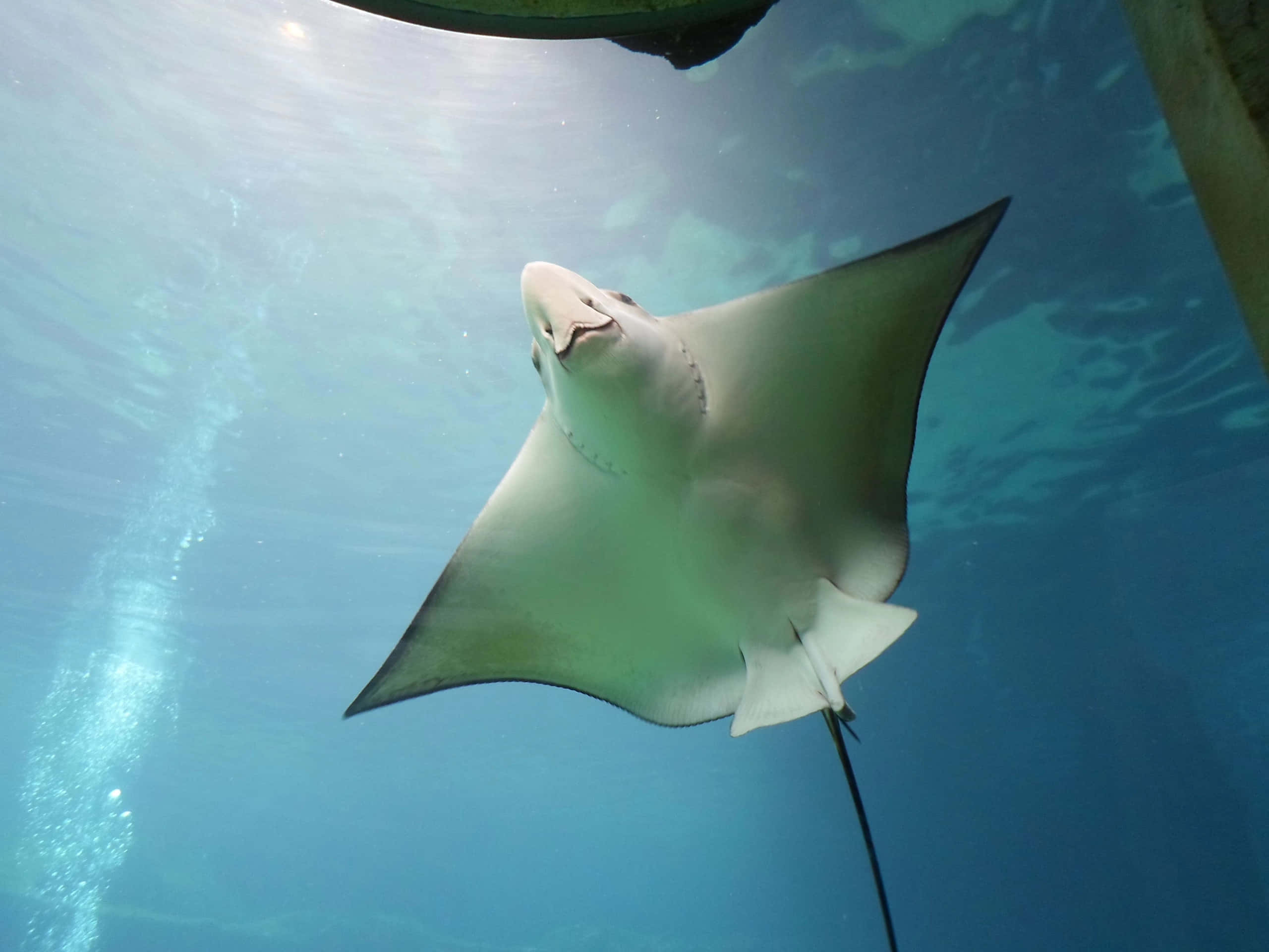 cownose ray, underwater swimming, clear blue water, 2K Desktop Wallpaper