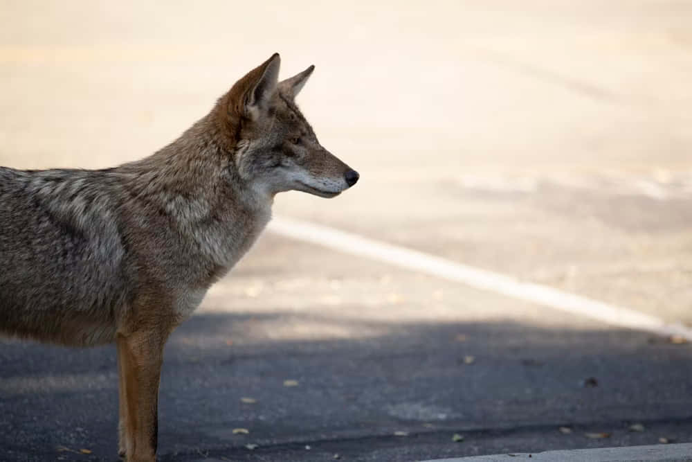 Coyote Starrk, asphalt road, warm golden light, SD Desktop Wallpaper