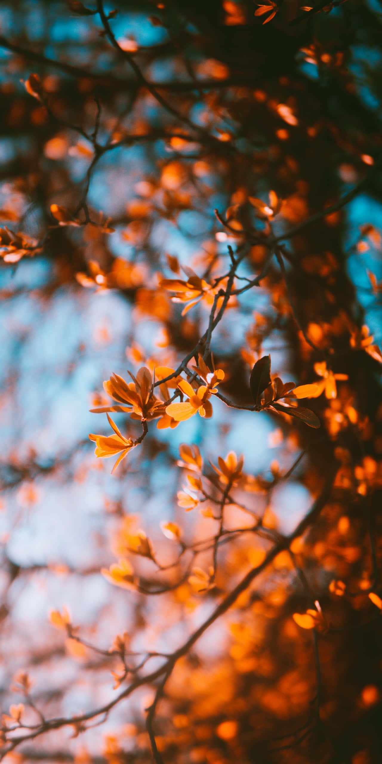 autumn leaves, glowing sunset, cool blue sky, 2K Phone Wallpaper