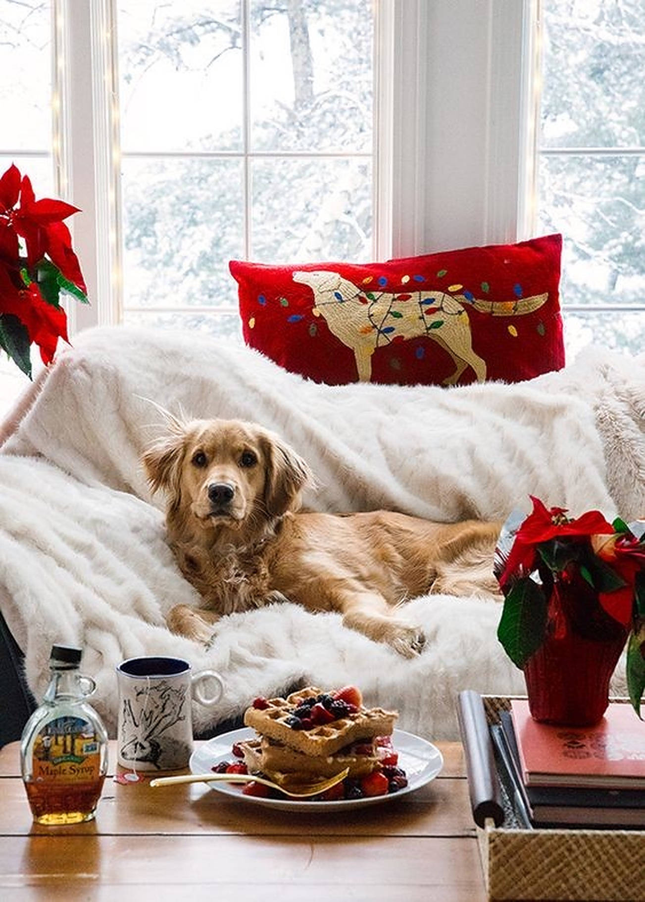 golden retriever, cozy white blanket, berry-topped waffles, HD Phone Wallpaper