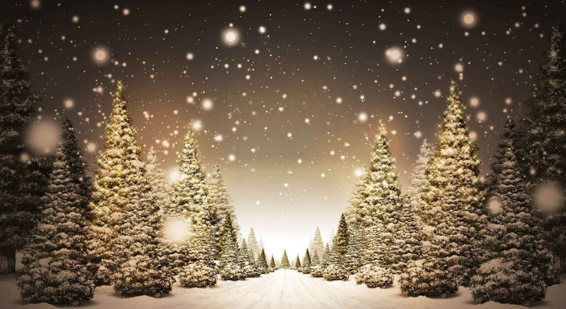 Cozy Christmas, snowy road, tall pine trees, HD Desktop Wallpaper