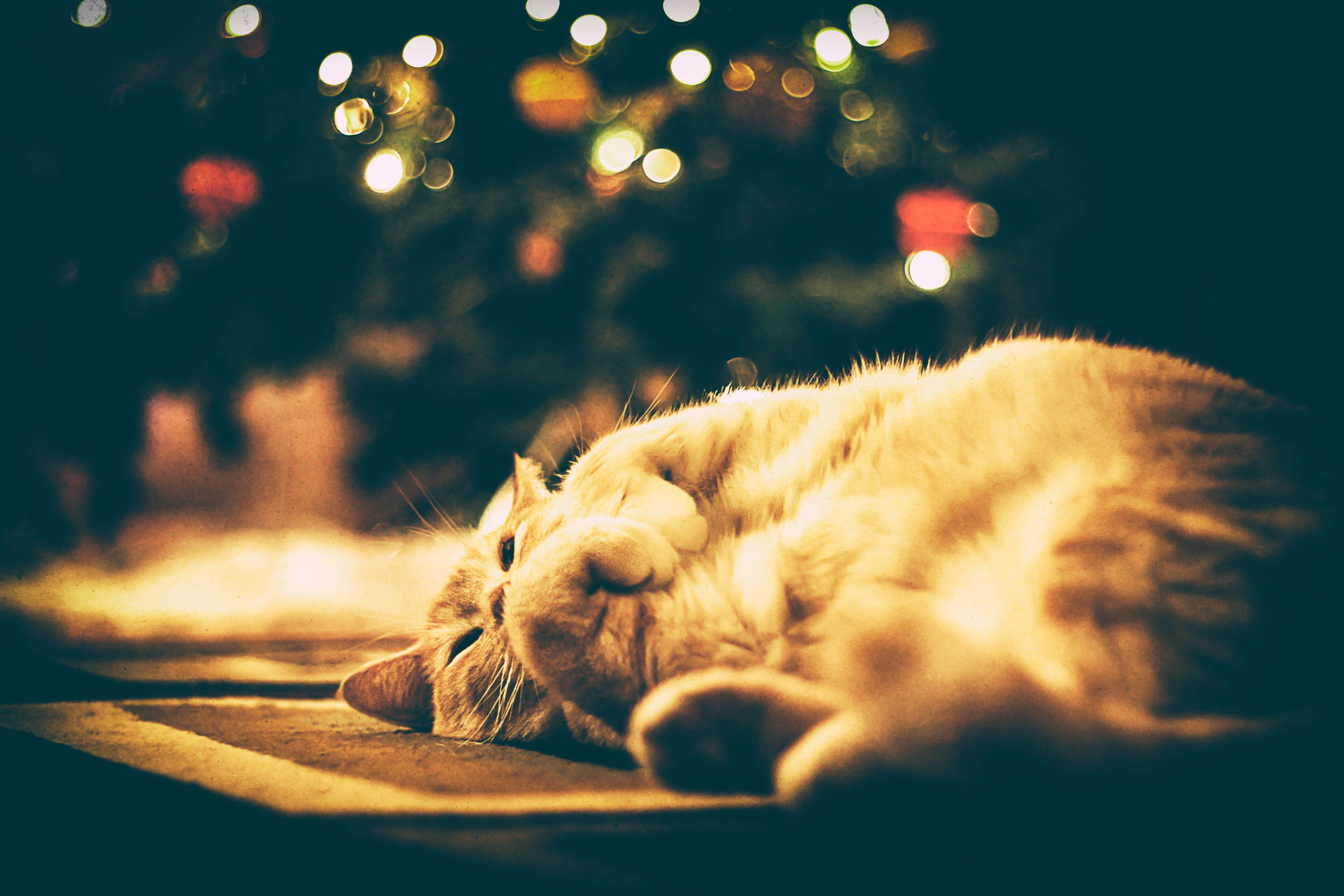 Cozy Christmas, fluffy ginger cat, rug, 4K Desktop Wallpaper