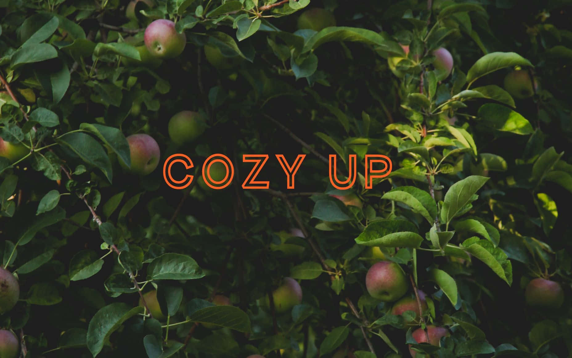 cozy up, tree with apples, lush green leaves, HD Desktop Wallpaper
