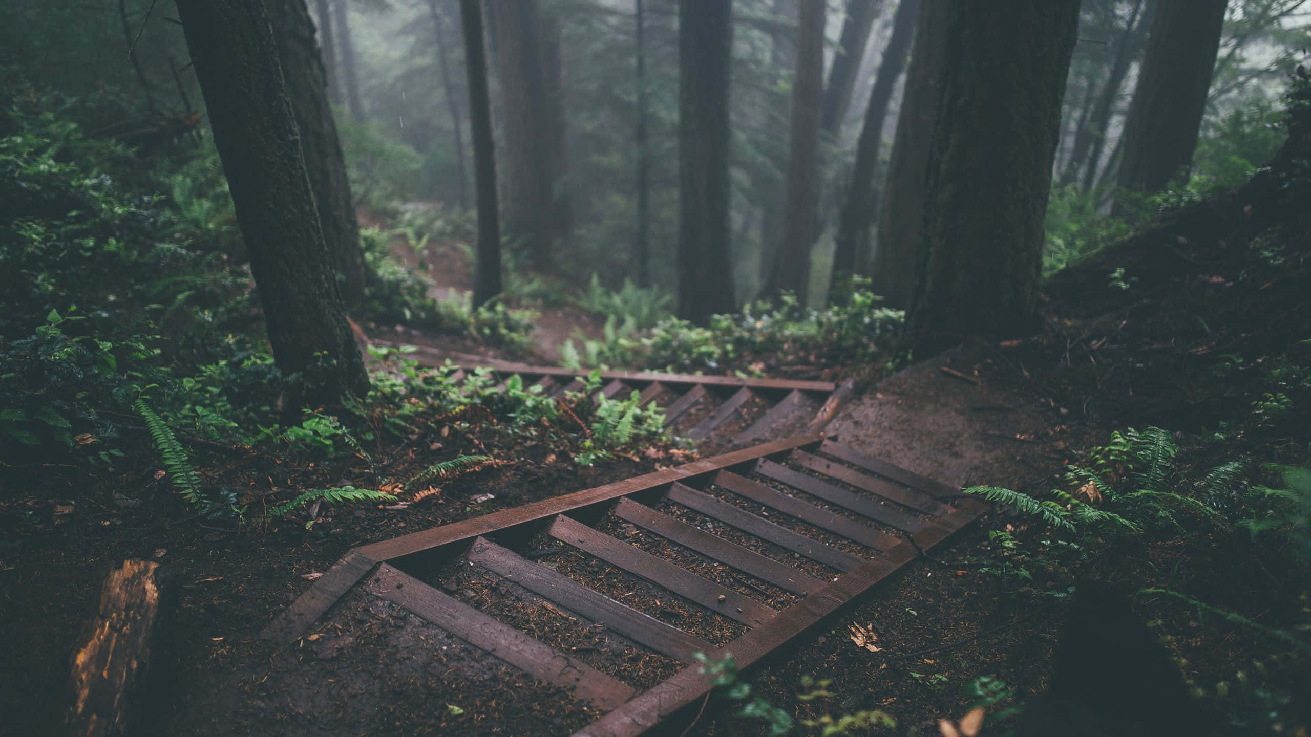 wooden path, forest, misty forest, 2K Desktop Wallpaper