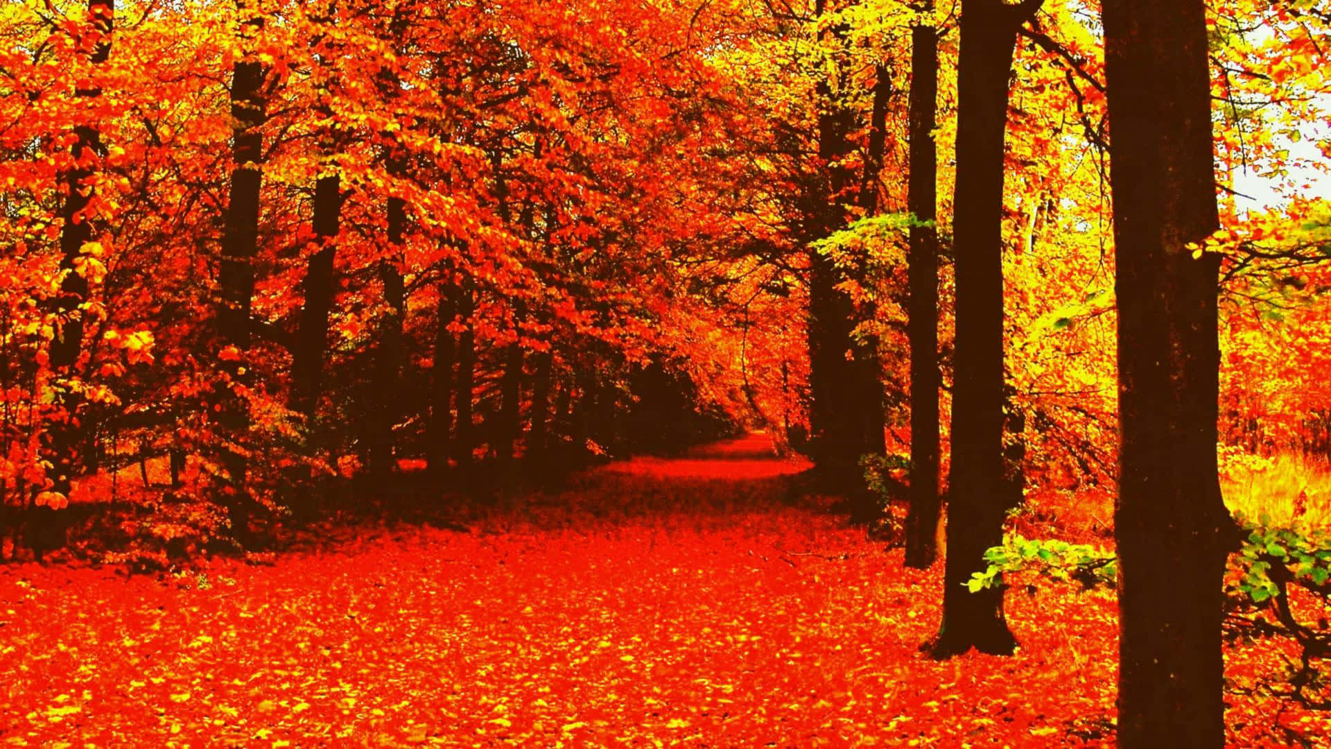 cozy fall desktop, winding forest path, fiery red and orange autumn leaves, Full HD Desktop Wallpaper