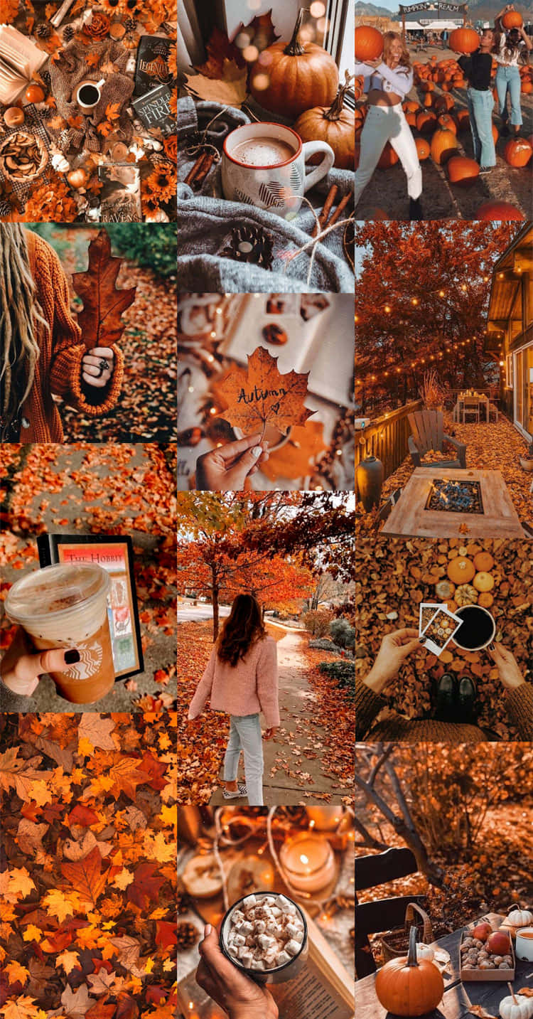 autumn vibes collage, pumpkins, warm drinks, HD Phone Wallpaper