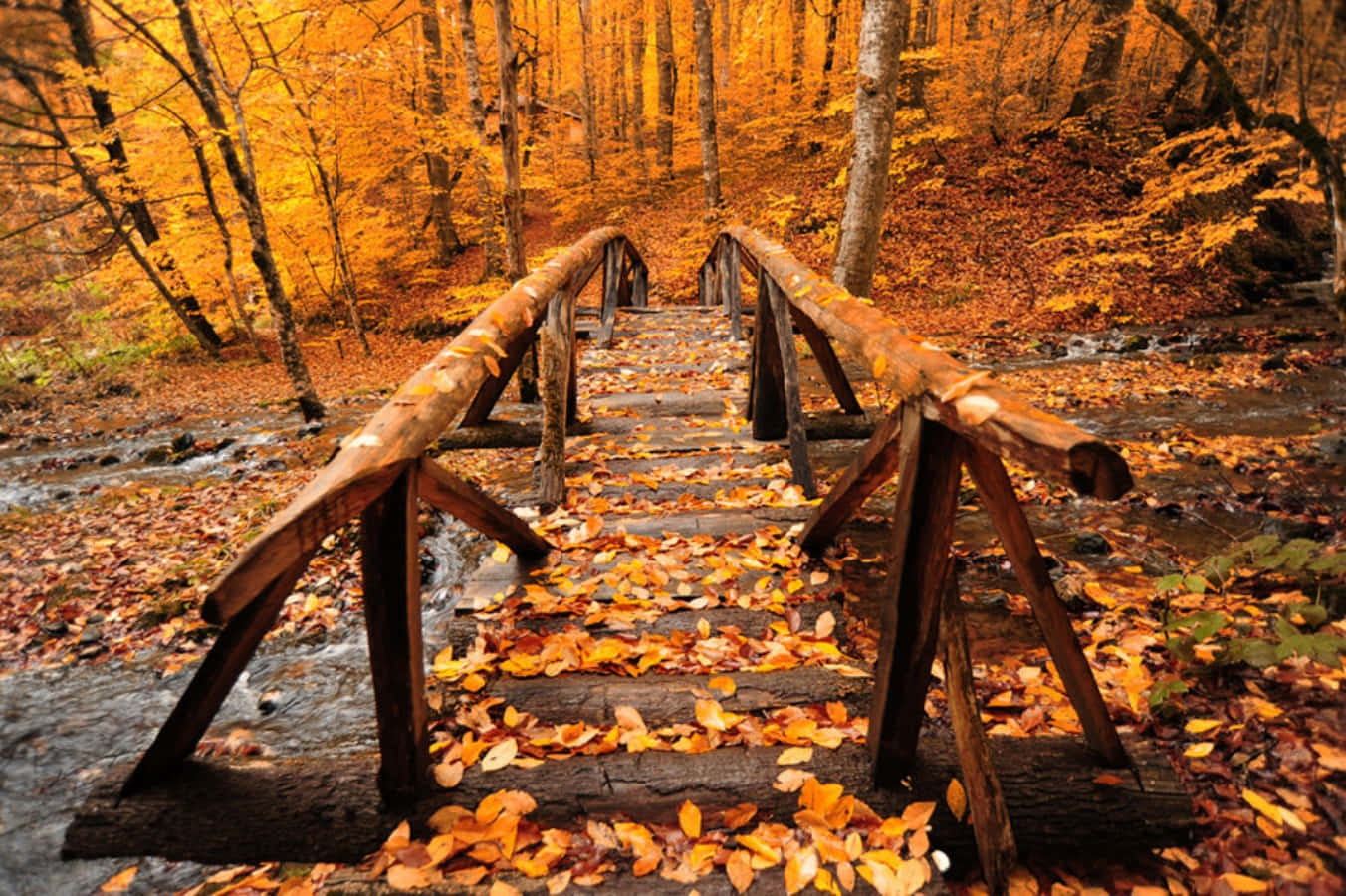 rustic wooden bridge, golden autumn leaves, gentle stream, HD Desktop Wallpaper