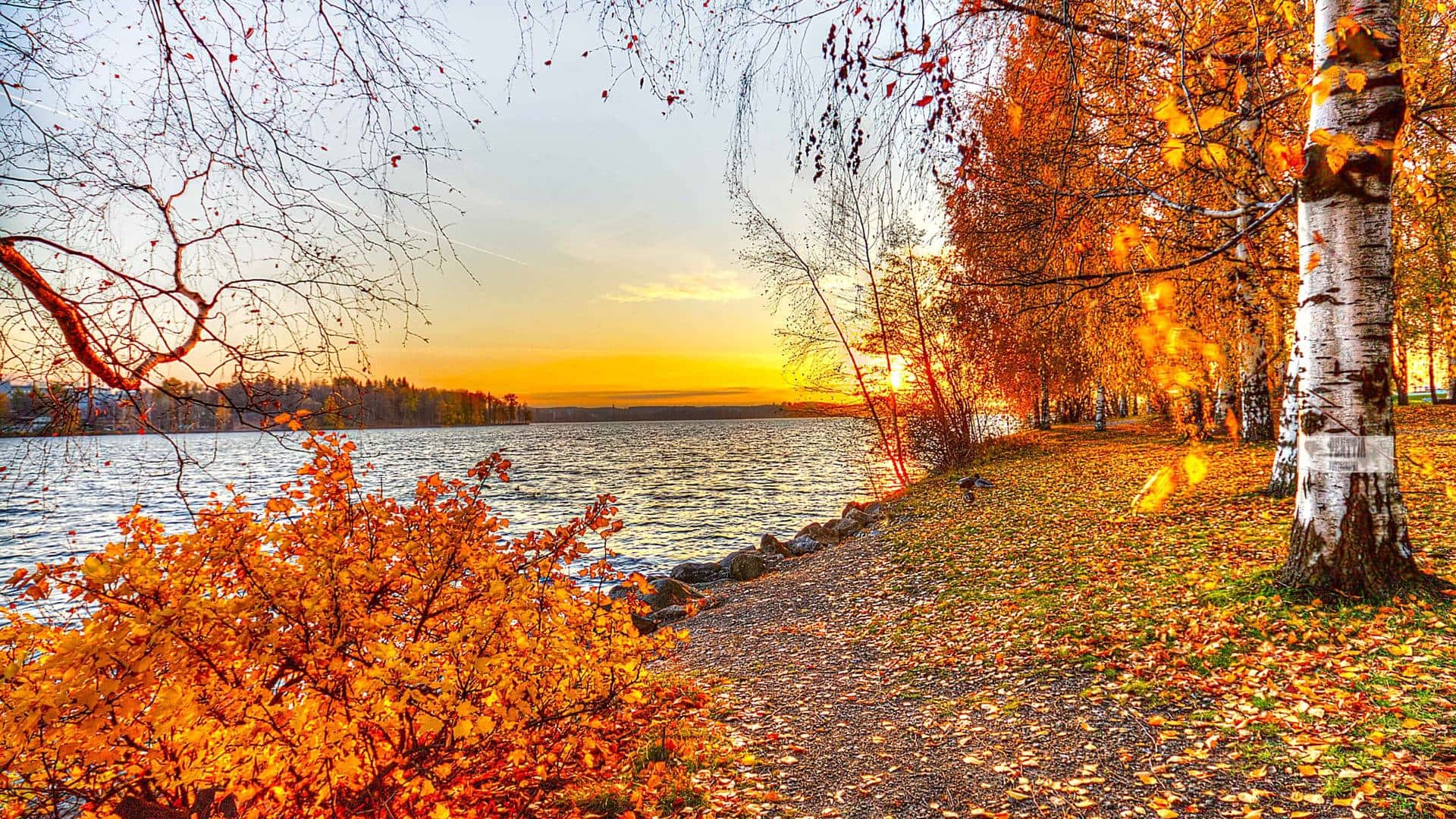 Golden autumn leaves, lakeside path, sun sets behind distant trees, Full HD Desktop Wallpaper