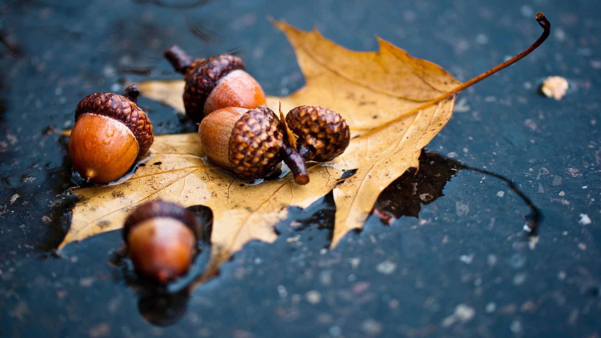 cozy fall desktop, golden leaf, acorns, Full HD Desktop Wallpaper