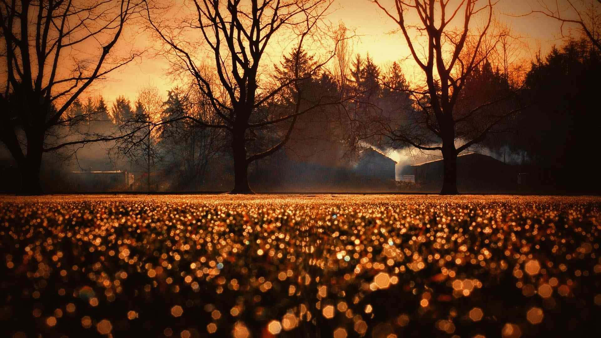 sunset, golden bokeh lights, field, Full HD Desktop Wallpaper