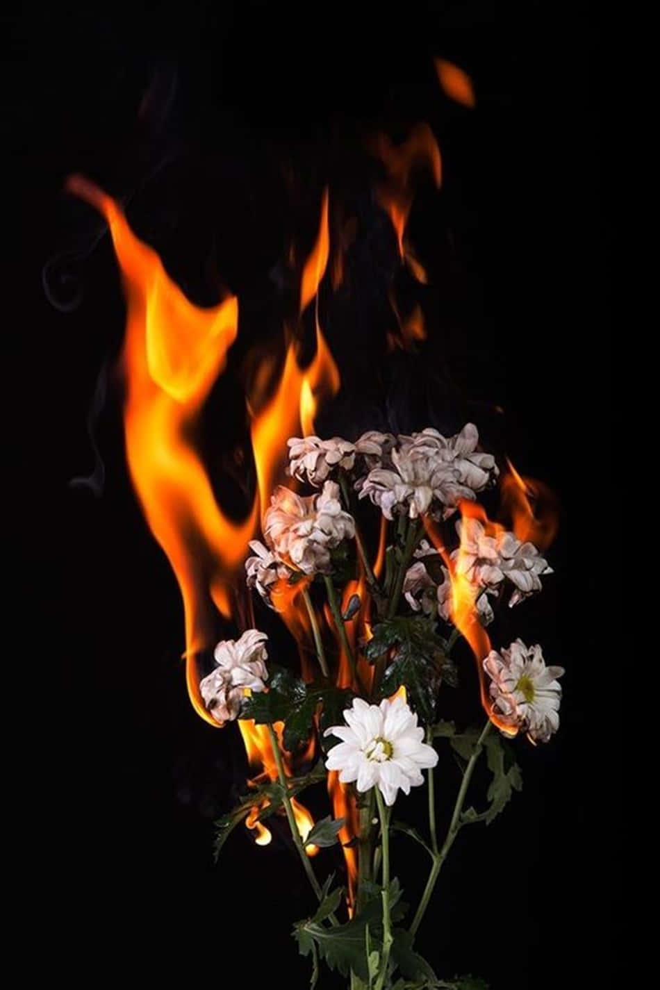 white daisies, black background, orange flames, HD Phone Wallpaper