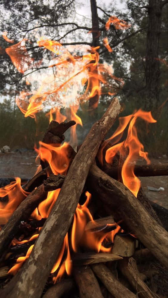 campfire, logs, firewood, SD Phone Wallpaper