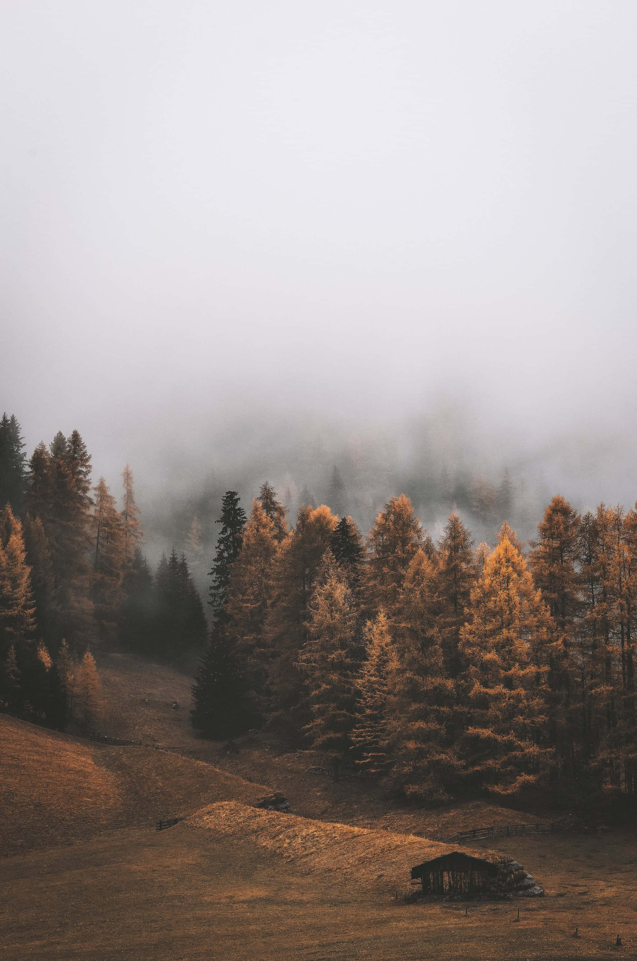 wooden cabin, misty autumn forest, golden trees, 2K Phone Wallpaper