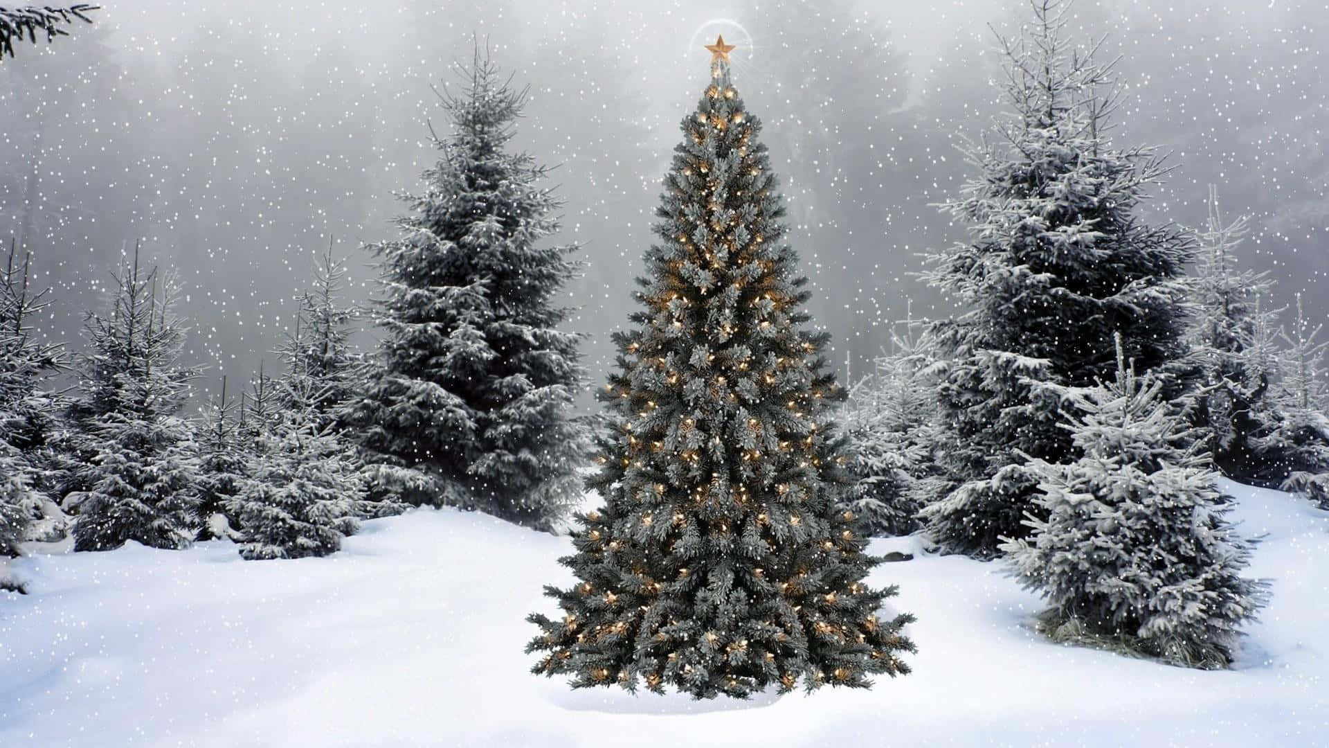 Conifers, Cozy Winter Aesthetic, Christmas tree, Full HD Desktop Wallpaper