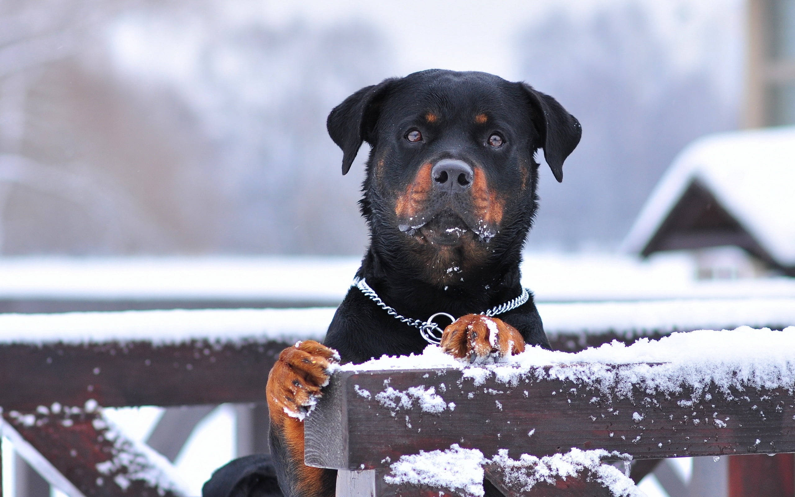 Rottweiler, snow on its paws, snow-dusted wooden fence, 2K Desktop Wallpaper